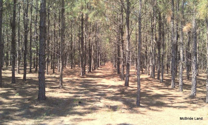 BLUE RUN RANCHES - Land