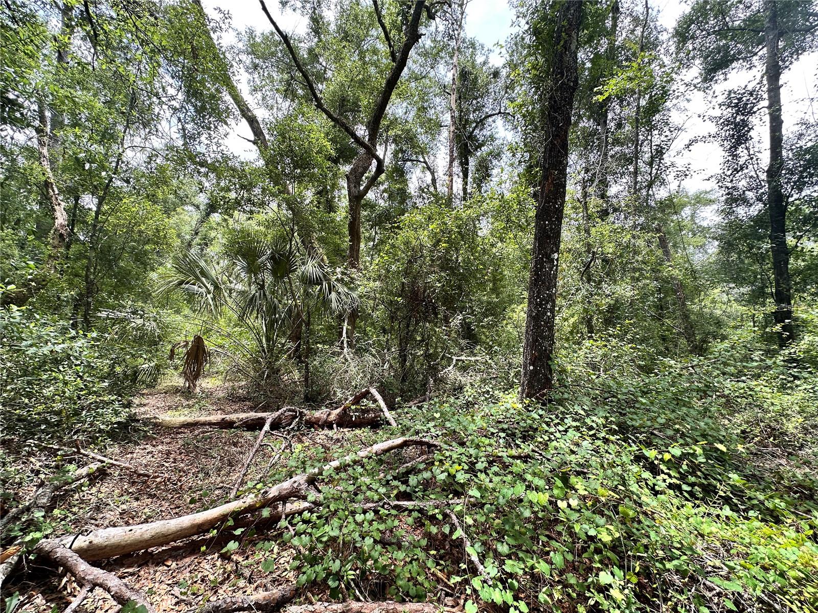 SUWANNEE FOREST SUB UN 1 - Land