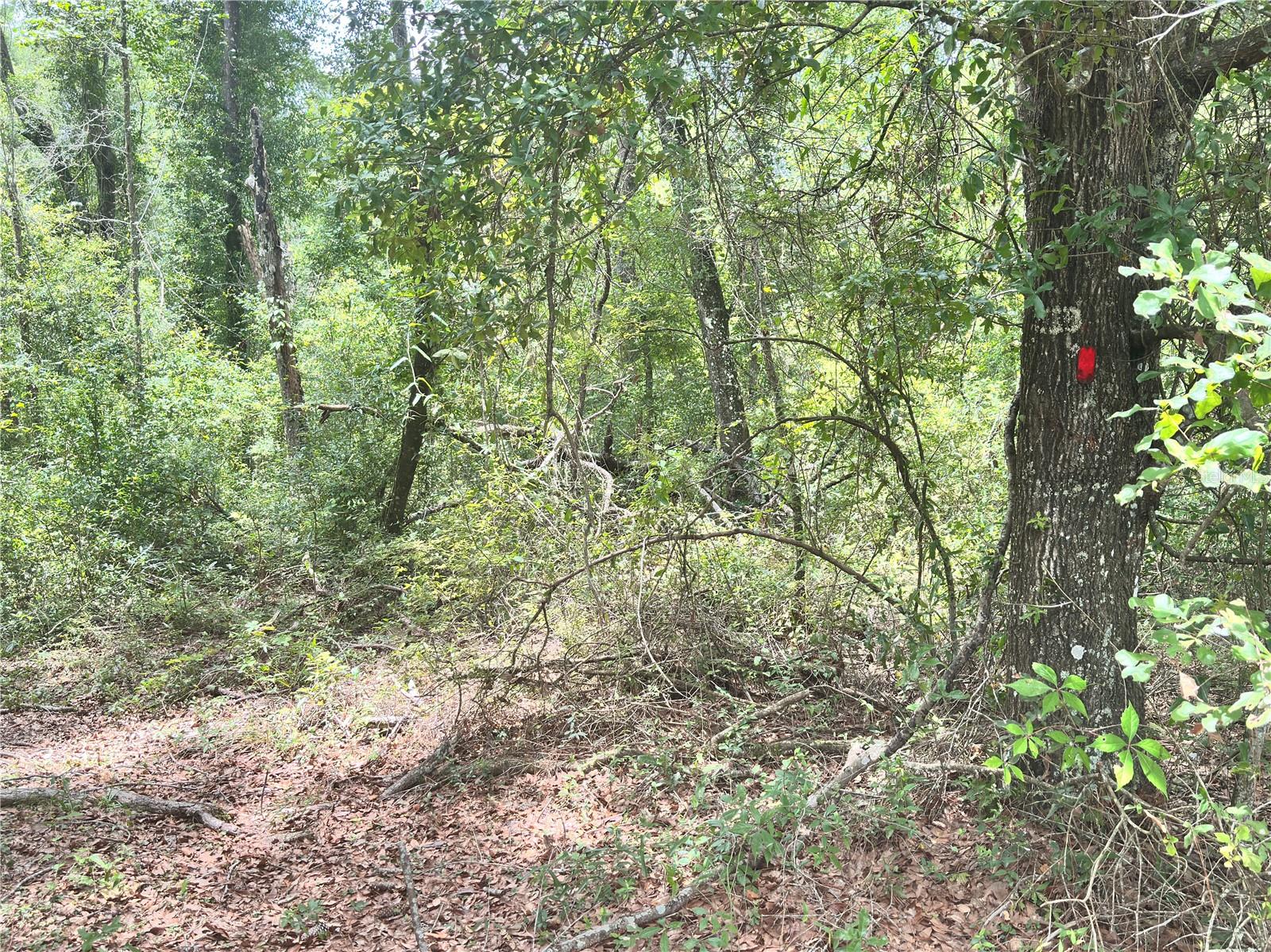 SUWANNEE FOREST SUB UN 1 - Land
