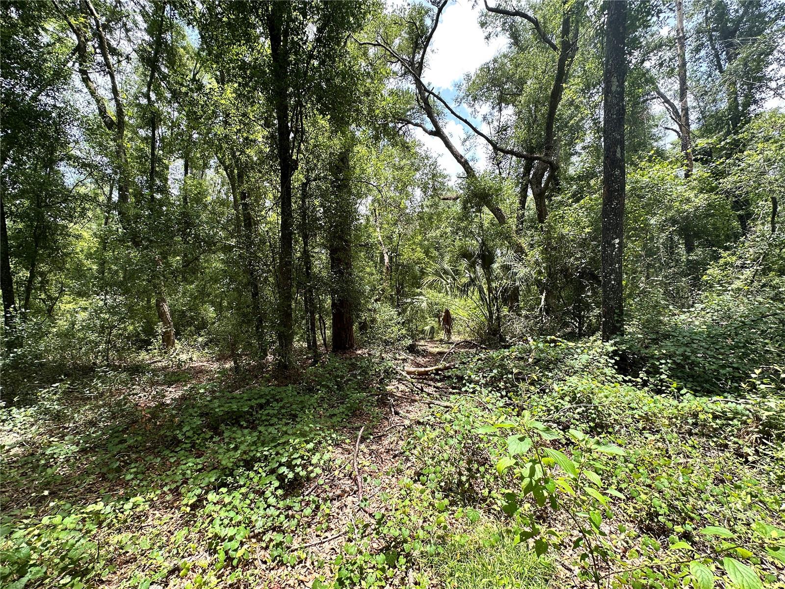 SUWANNEE FOREST SUB UN 1 - Land
