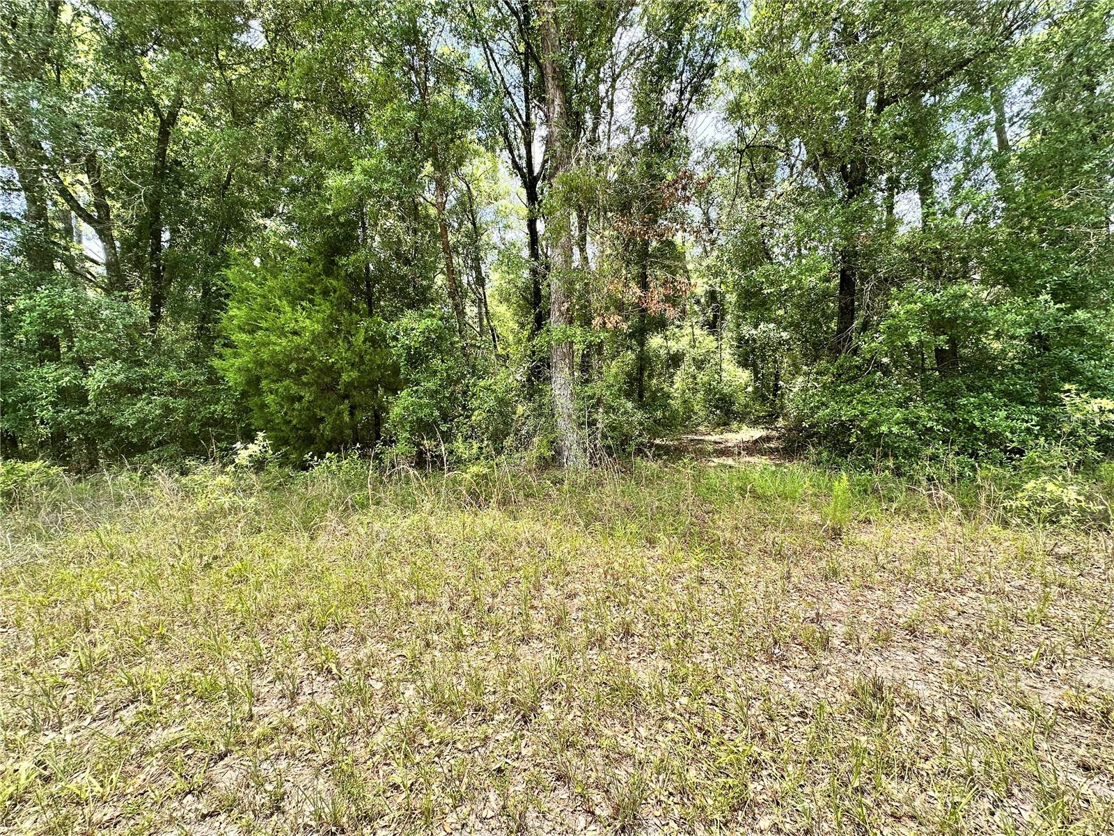 SUWANNEE FOREST SUB UN 1 - Land