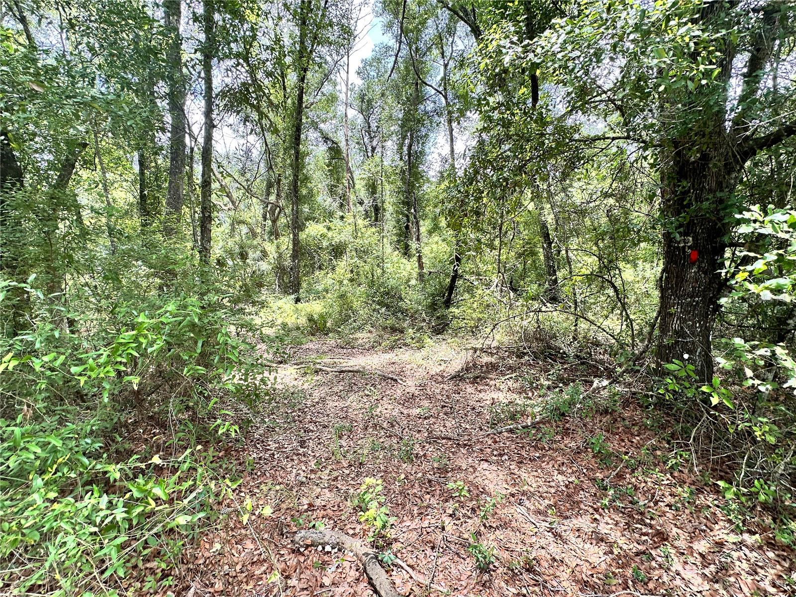 SUWANNEE FOREST SUB UN 1 - Land