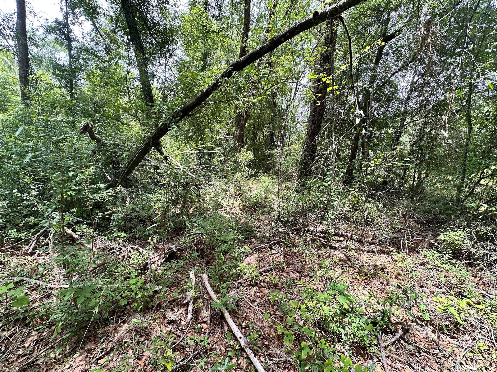 SUWANNEE FOREST SUB UN 1 - Land