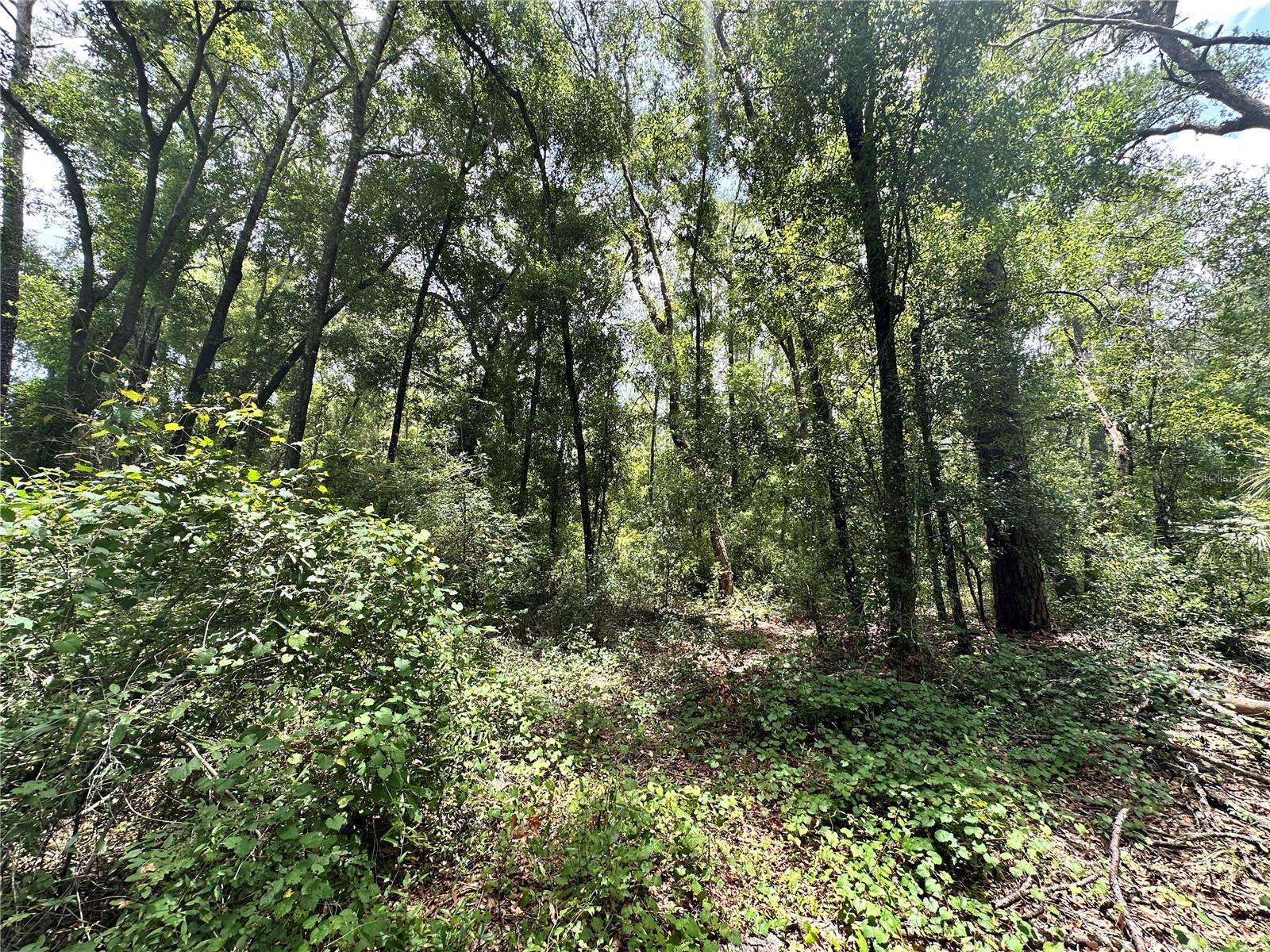 SUWANNEE FOREST SUB UN 1 - Land
