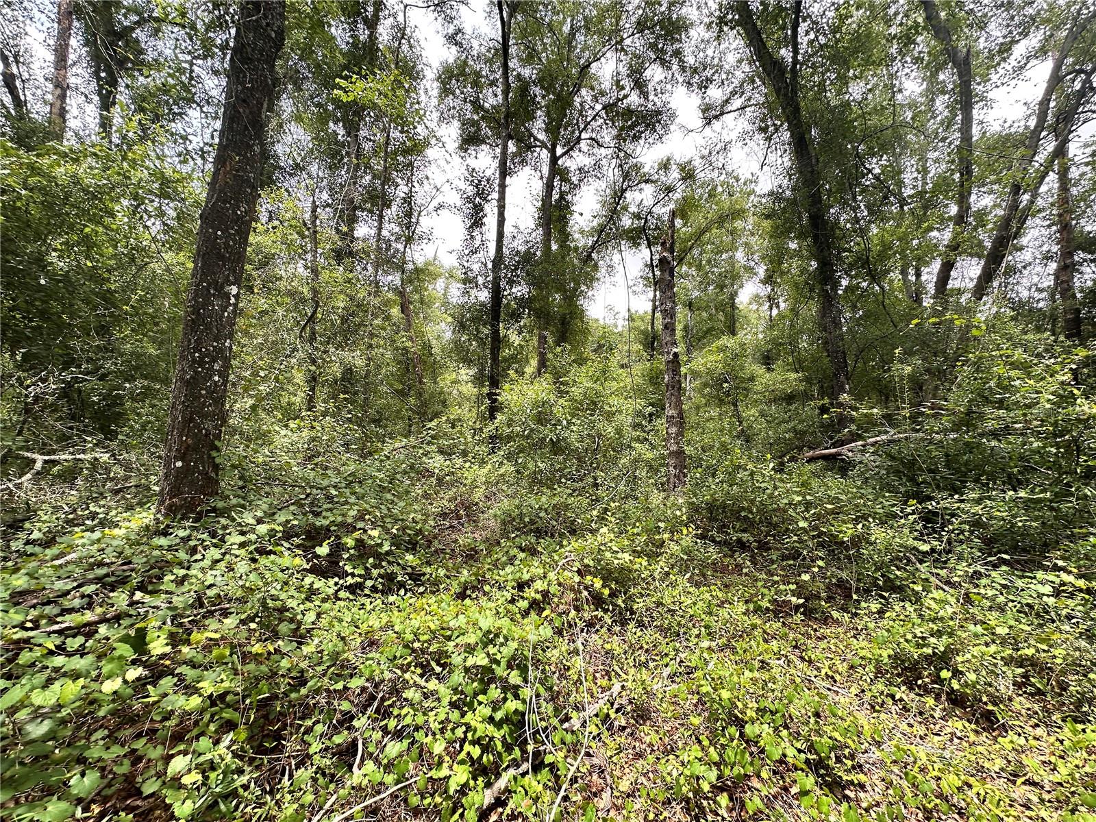 SUWANNEE FOREST SUB UN 1 - Land