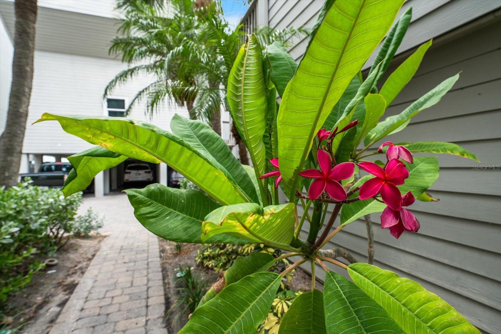 PELICANS POINTE BEACH HOMES CONDO - Residential