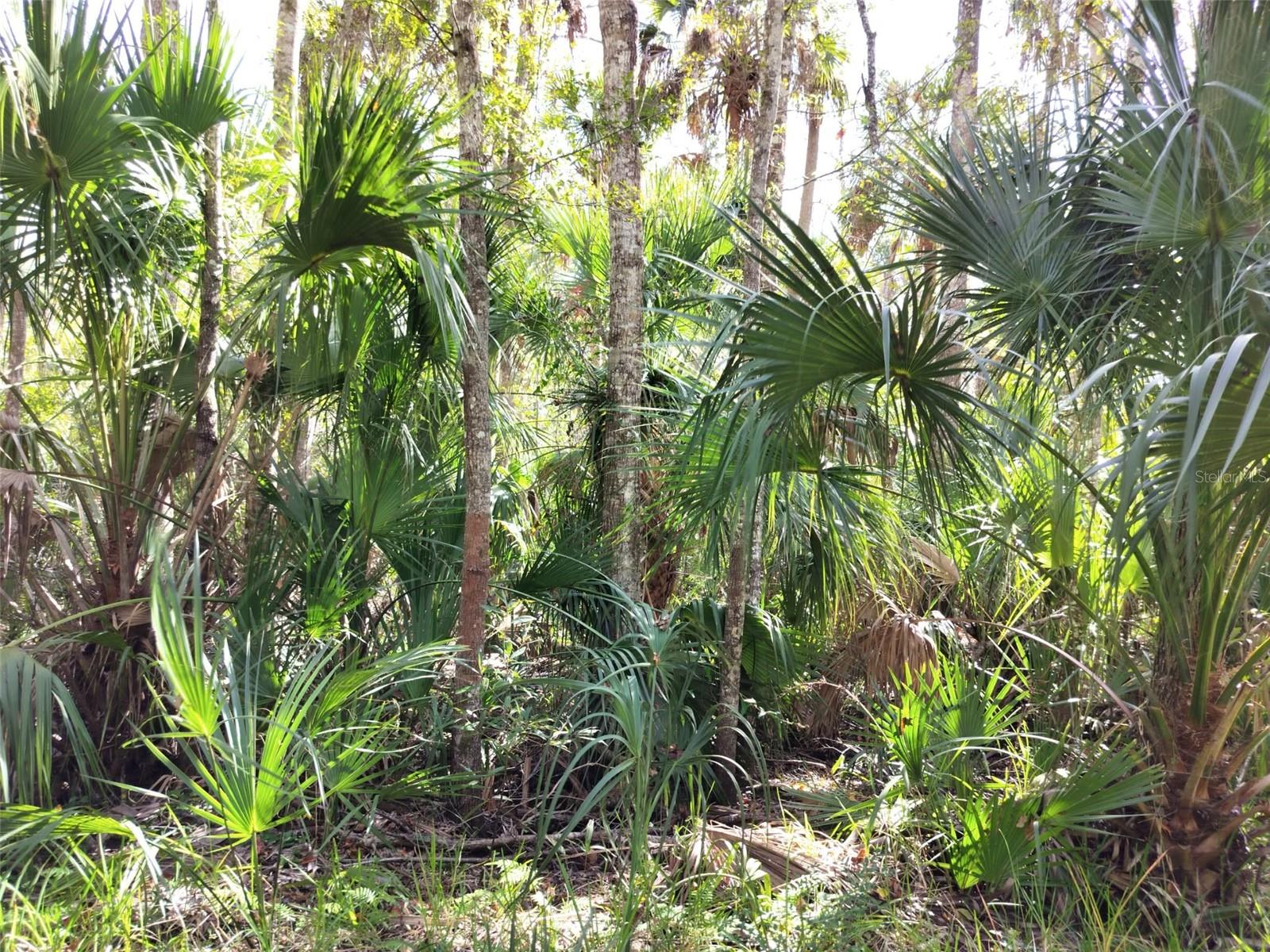 HOMOSASSA TOWN - Land