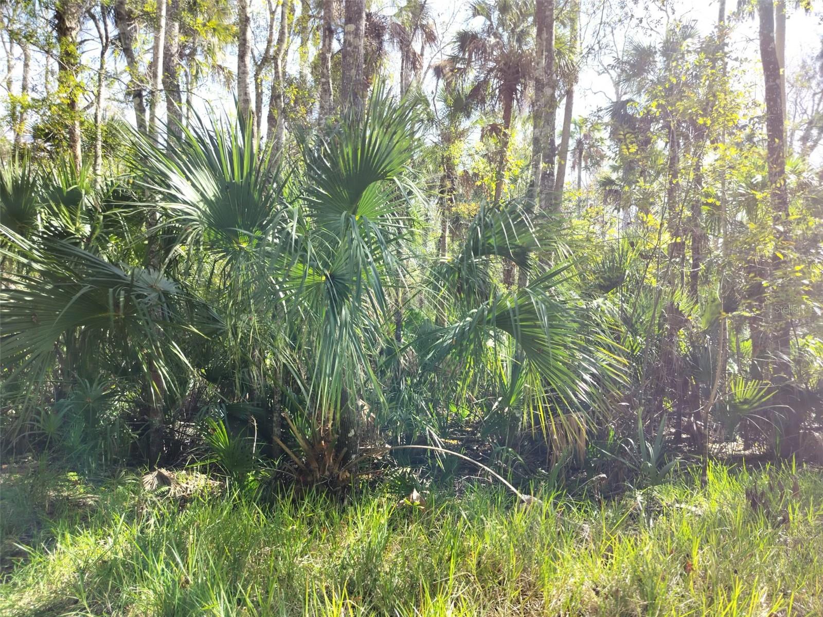HOMOSASSA TOWN - Land