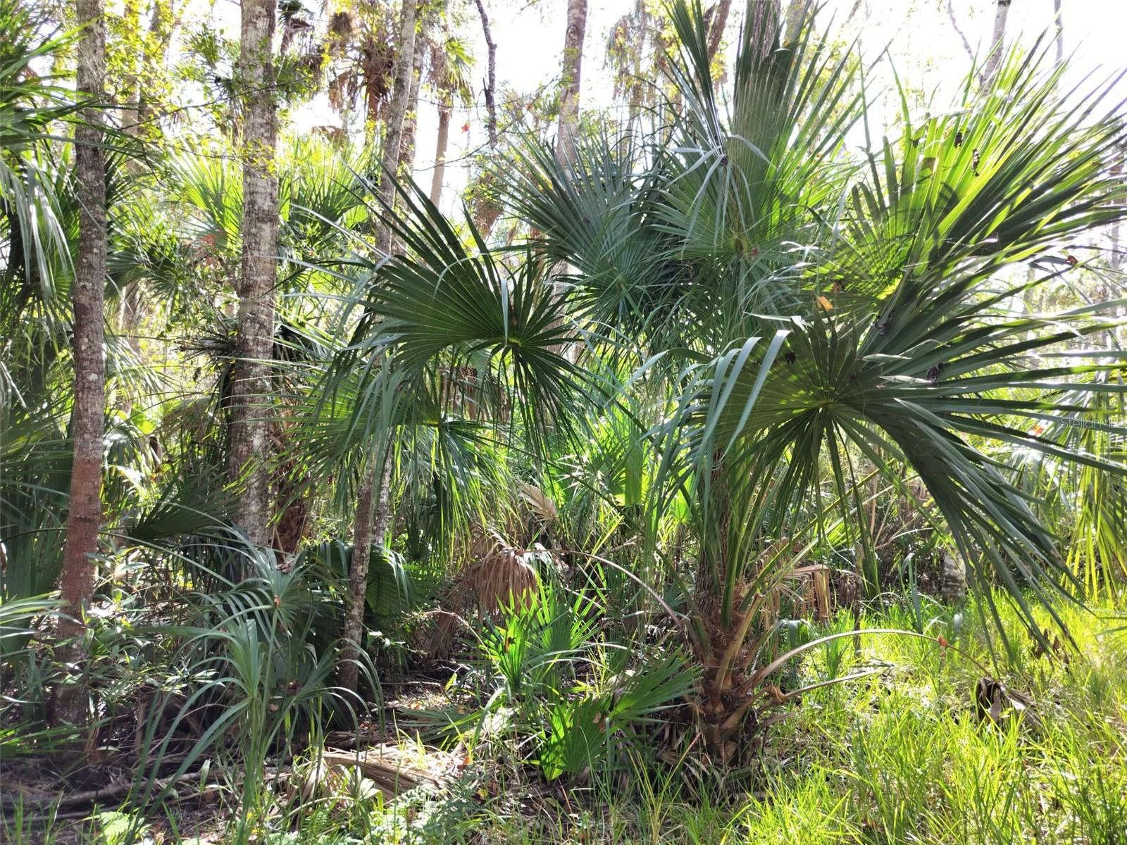HOMOSASSA TOWN - Land