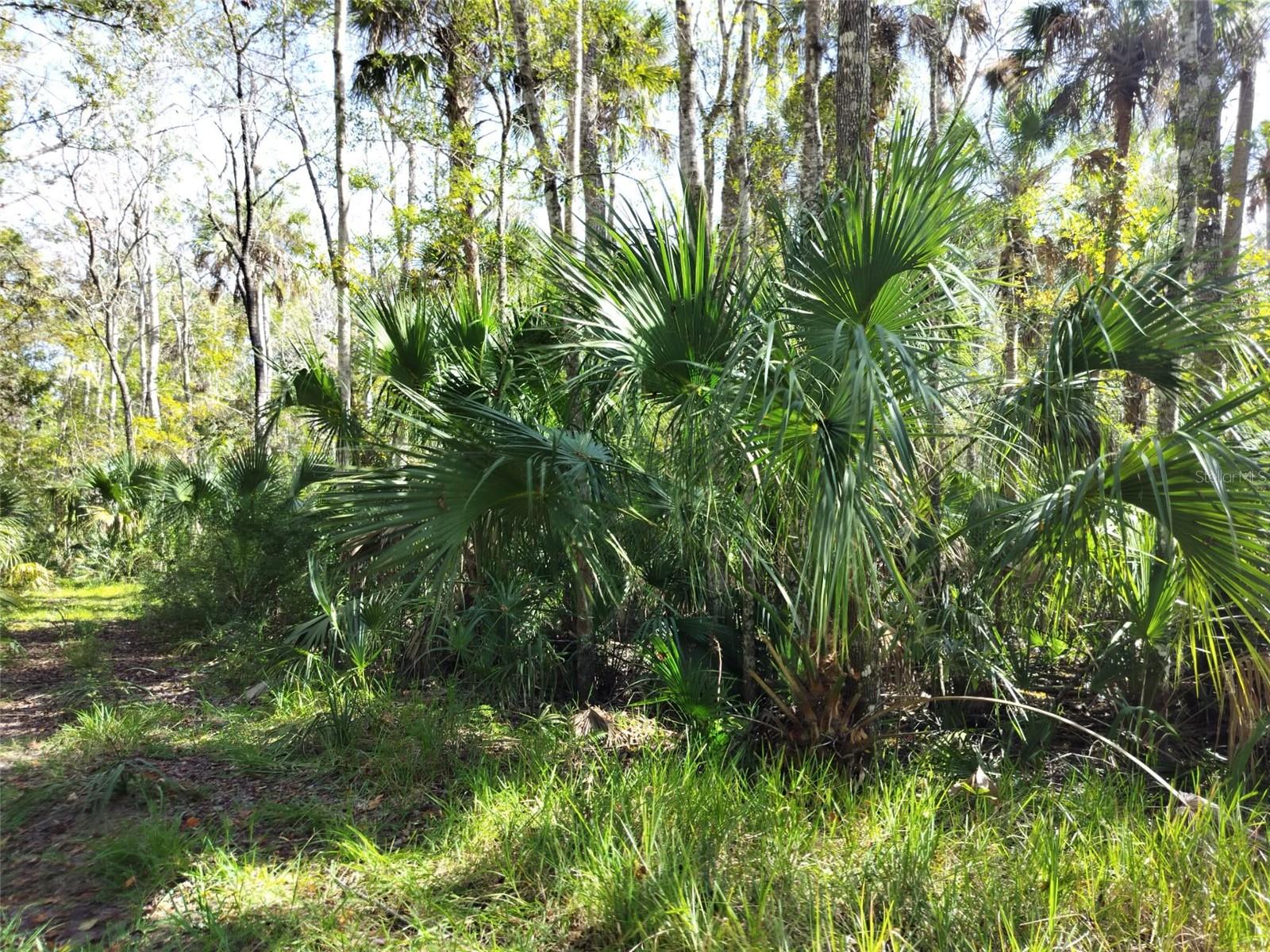 HOMOSASSA TOWN - Land