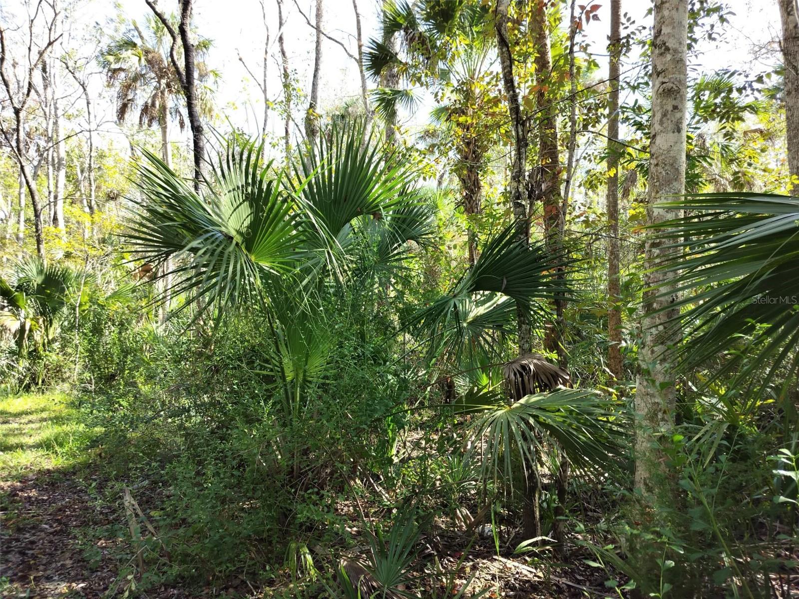 HOMOSASSA TOWN - Land