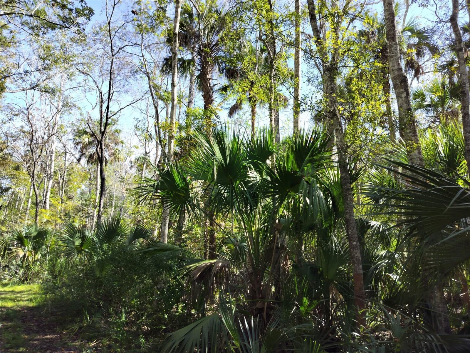 HOMOSASSA TOWN - Land
