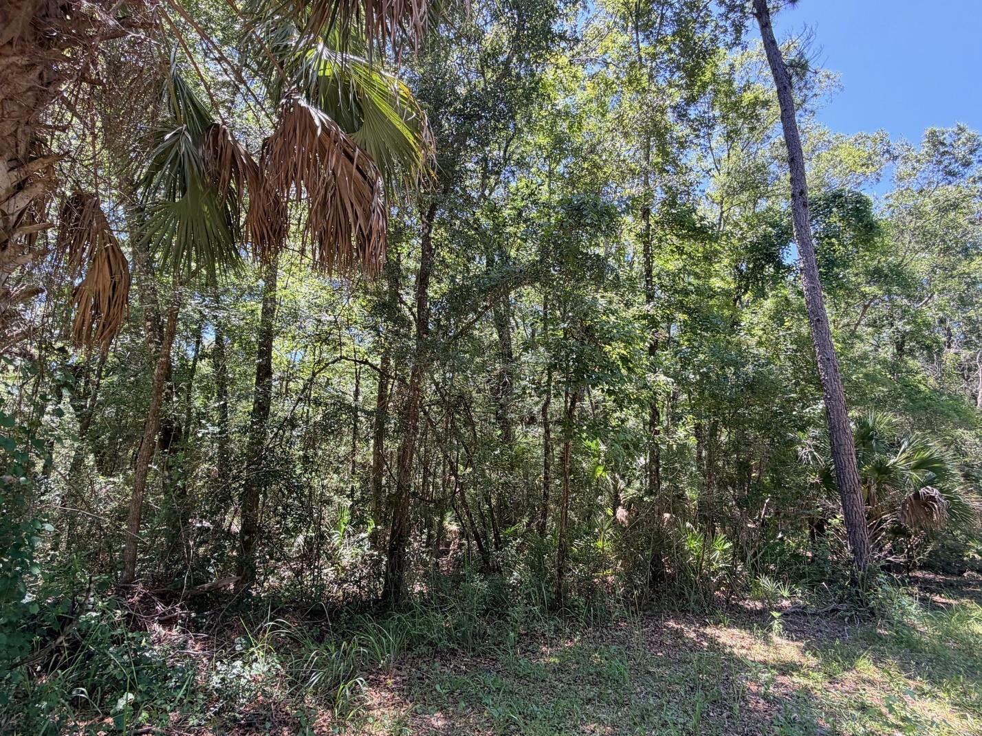 WACASASSA OAKS SUB - Land