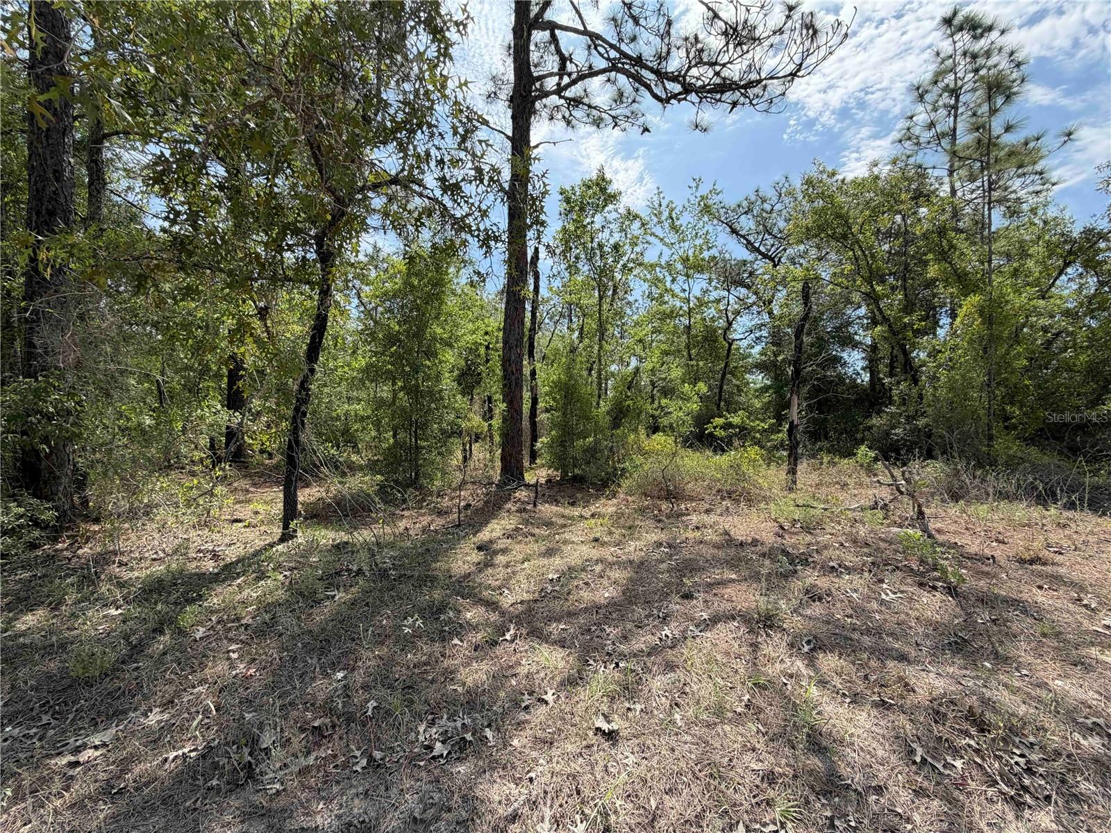 FOREST MEADOWS - Land