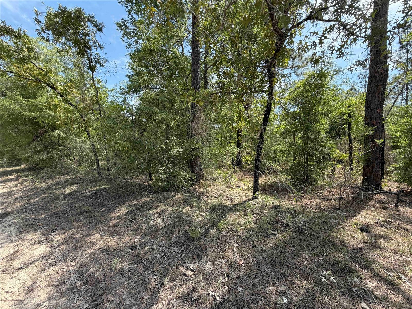 FOREST MEADOWS - Land