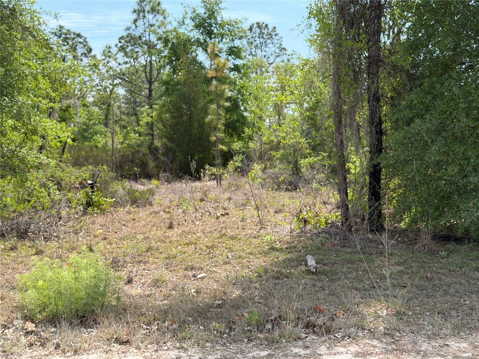 FOREST MEADOWS - Land