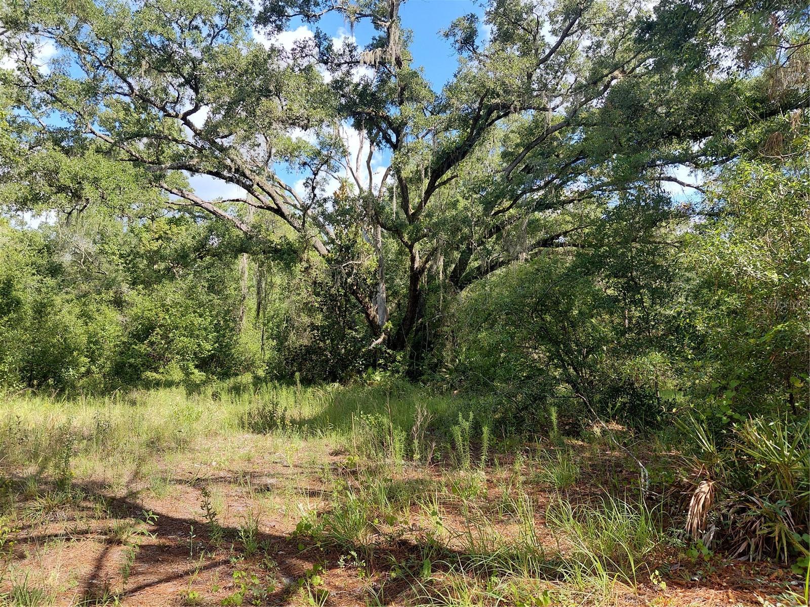 RIDGE MANOR ESTATE - Land