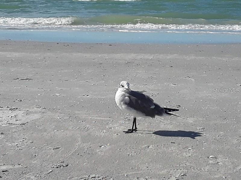 SAND KEY CONDO-SOUTH BEACH - Residential Lease