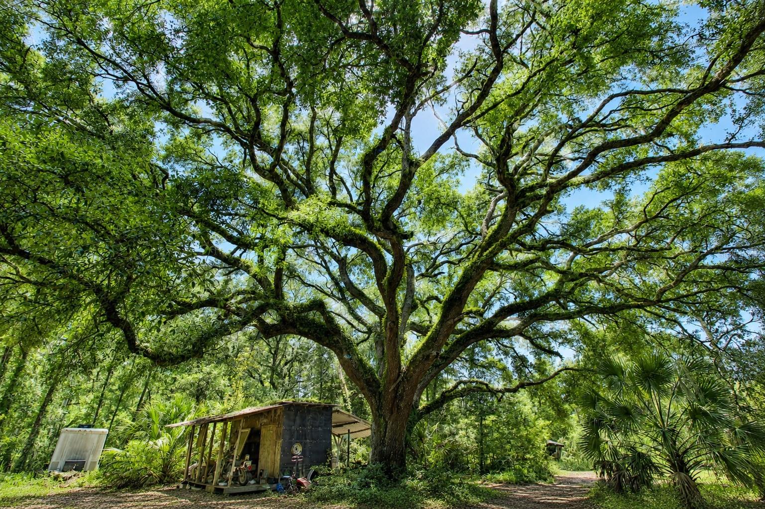 INDIAN OAKS - Residential