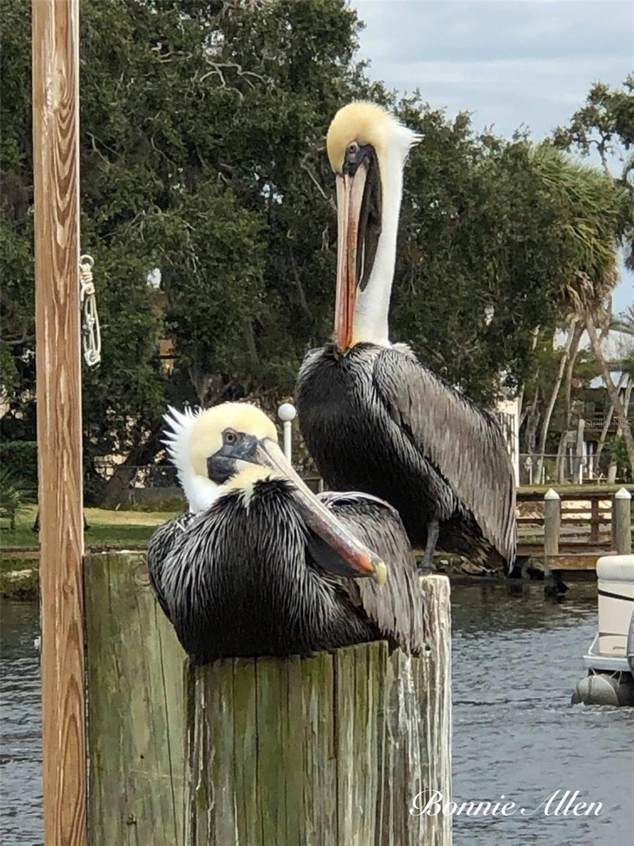 SIGNAL COVE - Residential