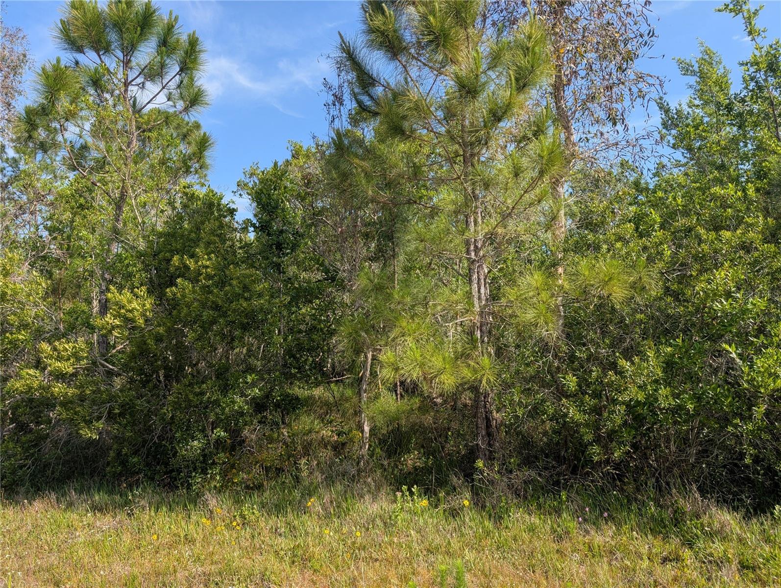 Exceptional 1 Acre Lot in Indian Lake Estate!  Discover the perfect place to build your dream home in the highly sought-after Indian Lake Estates! This beautiful ACRE lot offers access to nearby electric service—making it ready for your custom build....Indian Lake Estates is a unique lake and golf community nestled about 20 miles east of Lake Wales in Central Florida. Centered around the stunning 7,500-acre Lake Walk-In-Water—renowned statewide and nationally for world-class bass fishing—this neighborhood is a true hidden gem. Residents enjoy exclusive lake access including a beach, boat ramp, marina, and the longest freshwater fishing pier in Florida. The lakeside pavilion offers propane grills and covered picnic areas for relaxing afternoons by the water....The community boasts impressive amenities including: An 18-hole golf course; Basketball and tennis courts; A 23,000 sq.ft. clubhouse with restaurant; Library, churches, post office, and fitness room, Pro shop and more...Nature lovers will appreciate the abundant wildlife, including deer, turkey, cranes, and a wide array of birds. Enjoy the peaceful country atmosphere with easy access to modern conveniences...Perfectly located just over an hour to Orlando, Disney World, and Tampa; Close to Bok Tower Gardens (National Historic Landmark), Minutes from Westgate River Ranch Resort, a 1,700-acre dude ranch with rodeos, airboat rides, horseback riding, glamping, and more...Whether you’re looking to build your forever home, a seasonal getaway, or an investment property, Indian Lake Estates offers an incredible lifestyle surrounded by nature, recreation, and charm. Come explore Polk County’s best-kept secret—Indian Lake Estates!