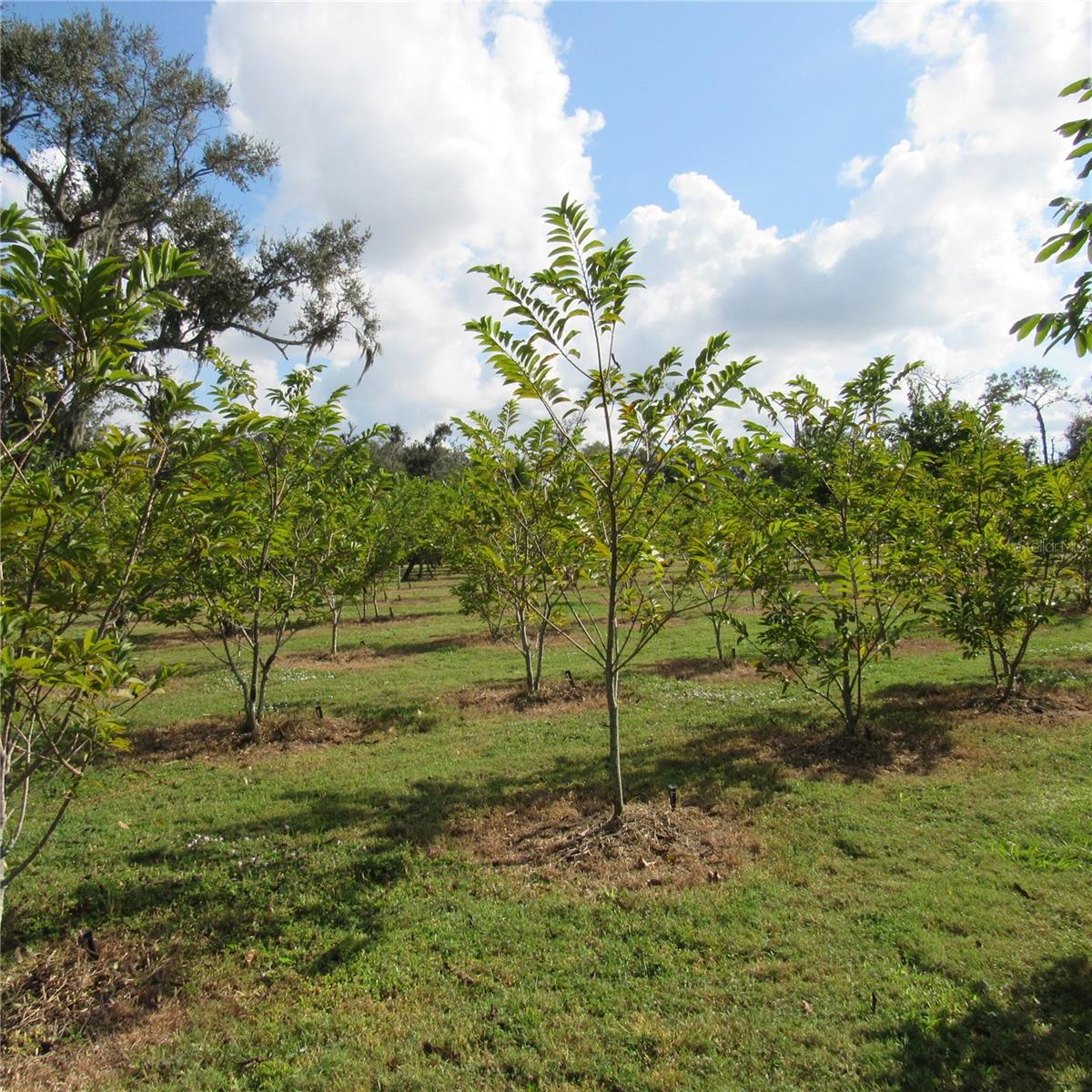 ACREAGE - Land