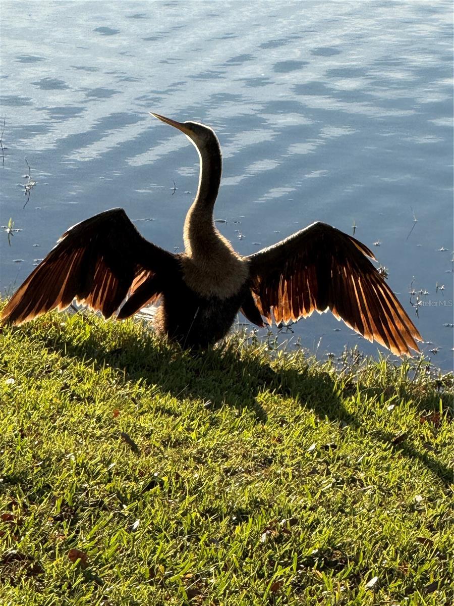 MOUNT DORA LAKES OF MOUNT DORA PH 02 - Residential