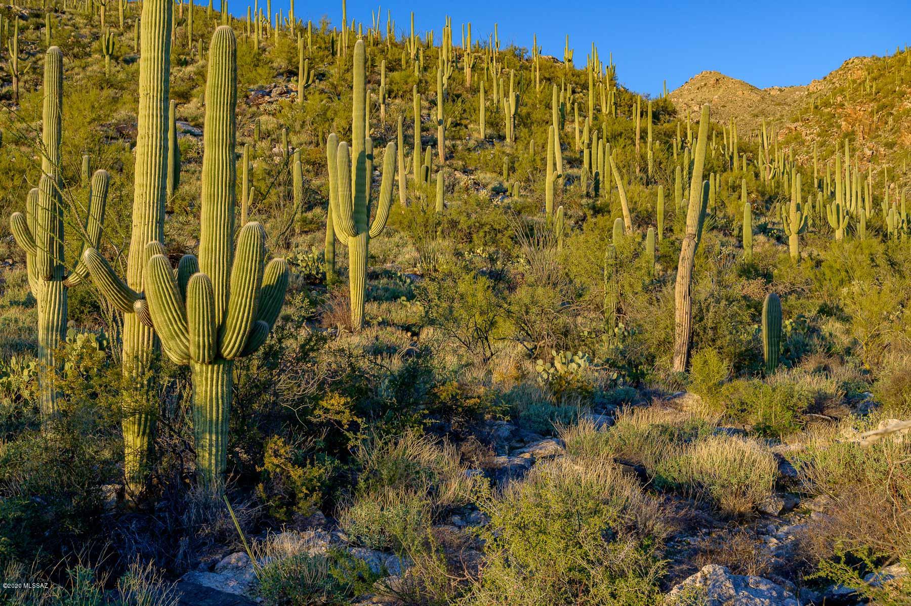 Create your own trailhead! 4.49 acres BORDERS NATIONAL FOREST with STUNNING views of hundreds of thousands of our REVERED SAGUAROS! Pictures do them justice, seeing them for real will INSPIRE. Overlooking ENTIRE TUCSON VALLEY & 4 mountain ranges! Gated entry leads to this end-of-the-road, incredibly private setting with luxurious MILLION DOLLAR homes. Walk up shared, paved driveway with lot/home to the east and then walk west onto this property toward the white PVC pipe.  SMALL HOA, Tanque Verde Schools. Former perc test passed for conventional system. Will entertain exchange for commercial or residential. Seller is licensed to sell real estate in Arizona.