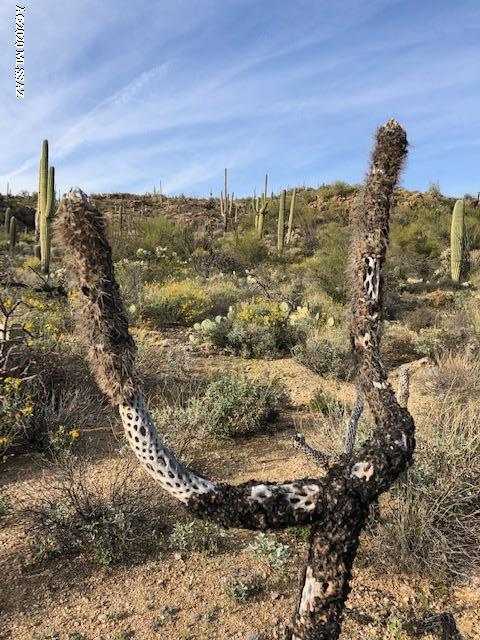 Caliente Canyons (1-7) - Land