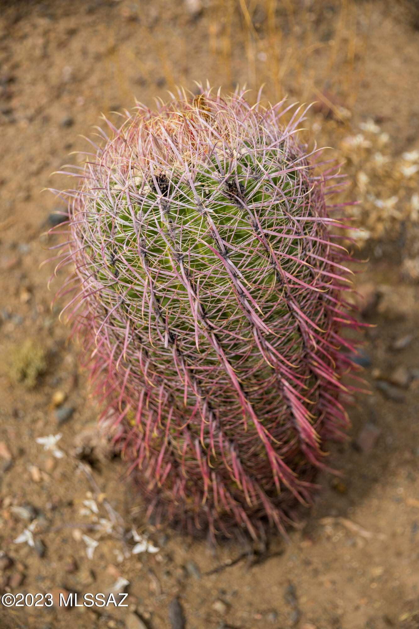 Out Of Pima County - Land
