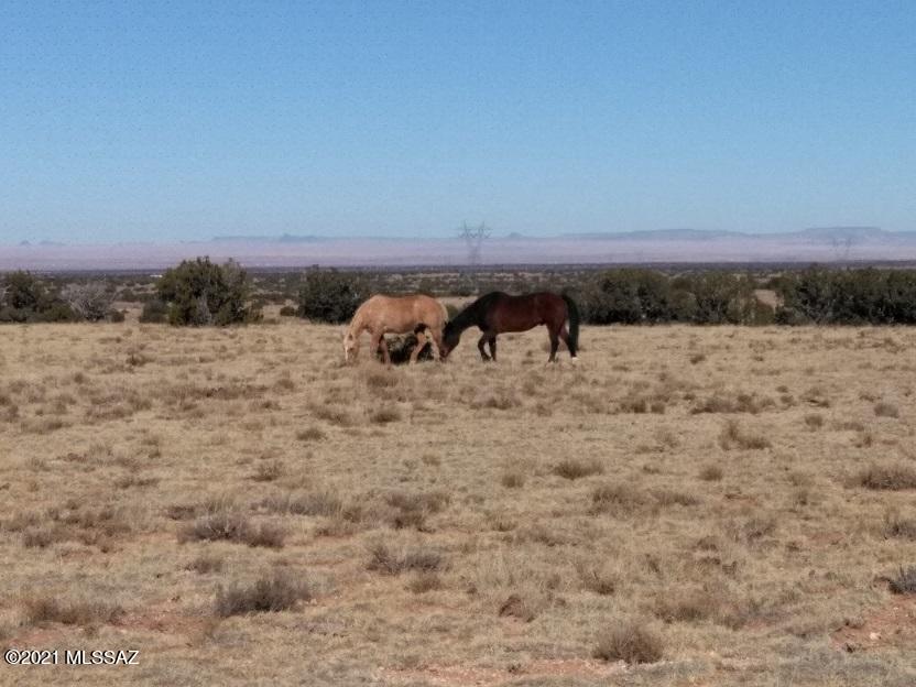 Out Of Pima County - Land