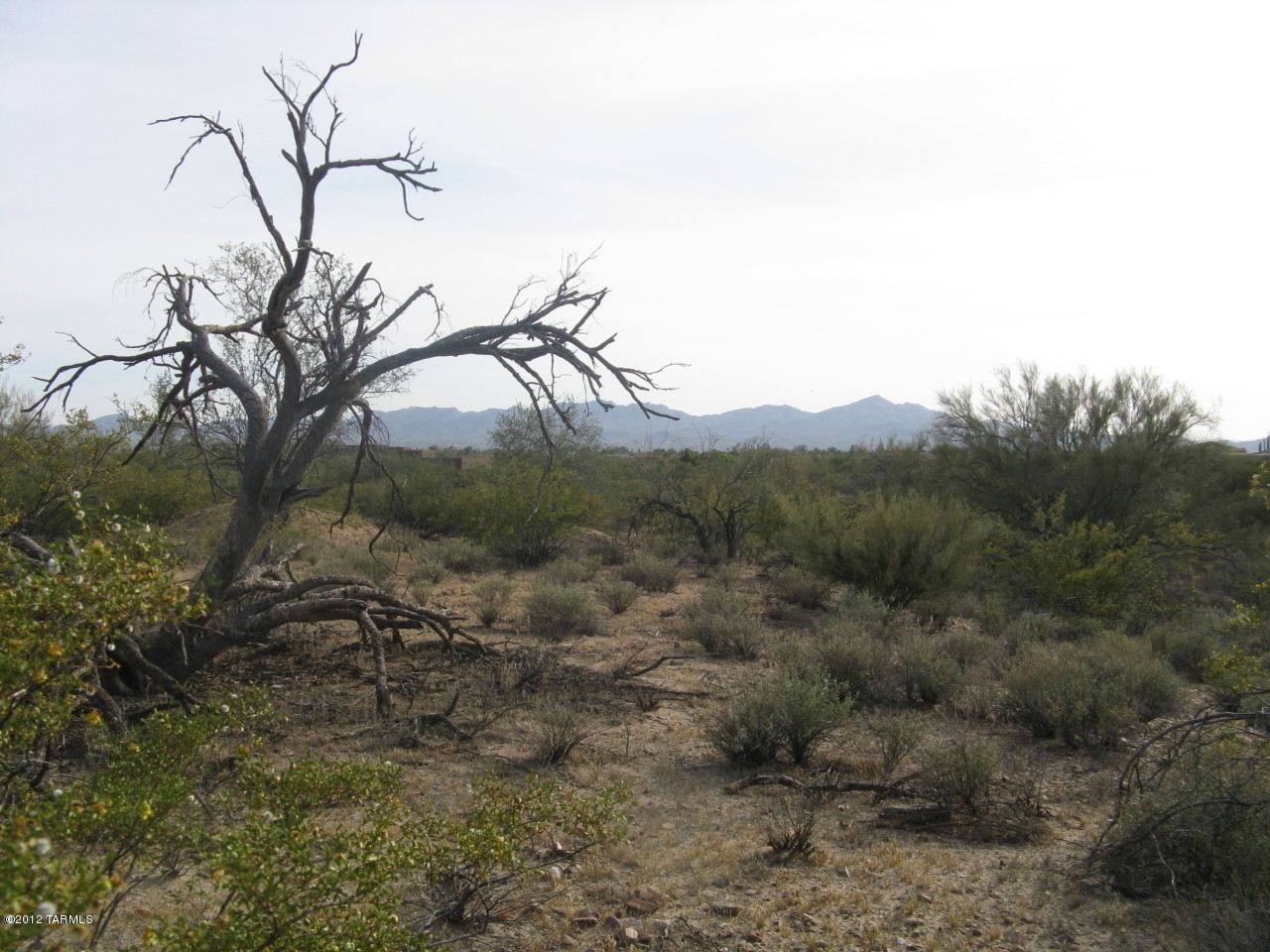 FOLLOW ORANGE FLAGS over to the ridge!  A MUST….if you want to see the real hidden gem of this 2.7 acres.  South of home at 10325.  Imagine driveway traversing parallel w/ the ridge, leading up to SPECTACULAR Oro Valley AND TUCSON city nightlights.  PANORAMA vistas of the east Catalina Mtns and the infamous, photogenic 'SADDLE' of Pusch Ridge!  Hug the arroyo on the west side and make La Cholla a non-factor.  Building area is NOT in floodplain!