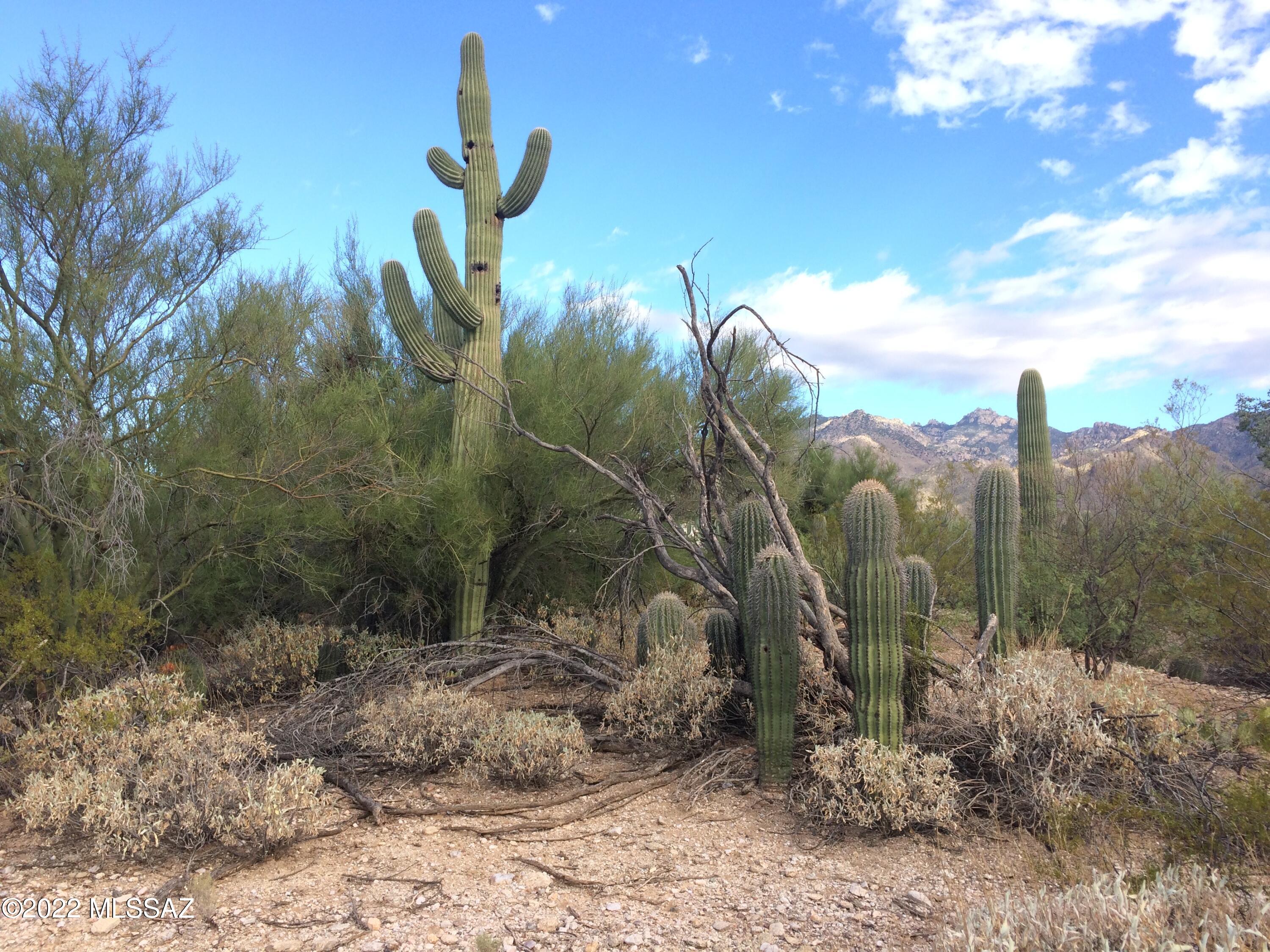 Castle Rock Estates (1-47) - Land