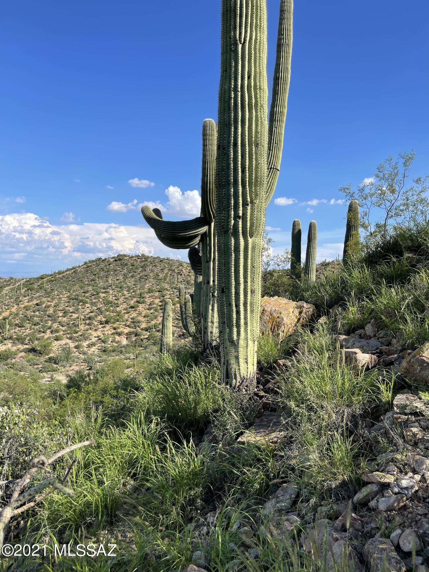 Wildcat Pass (1-61) - Land