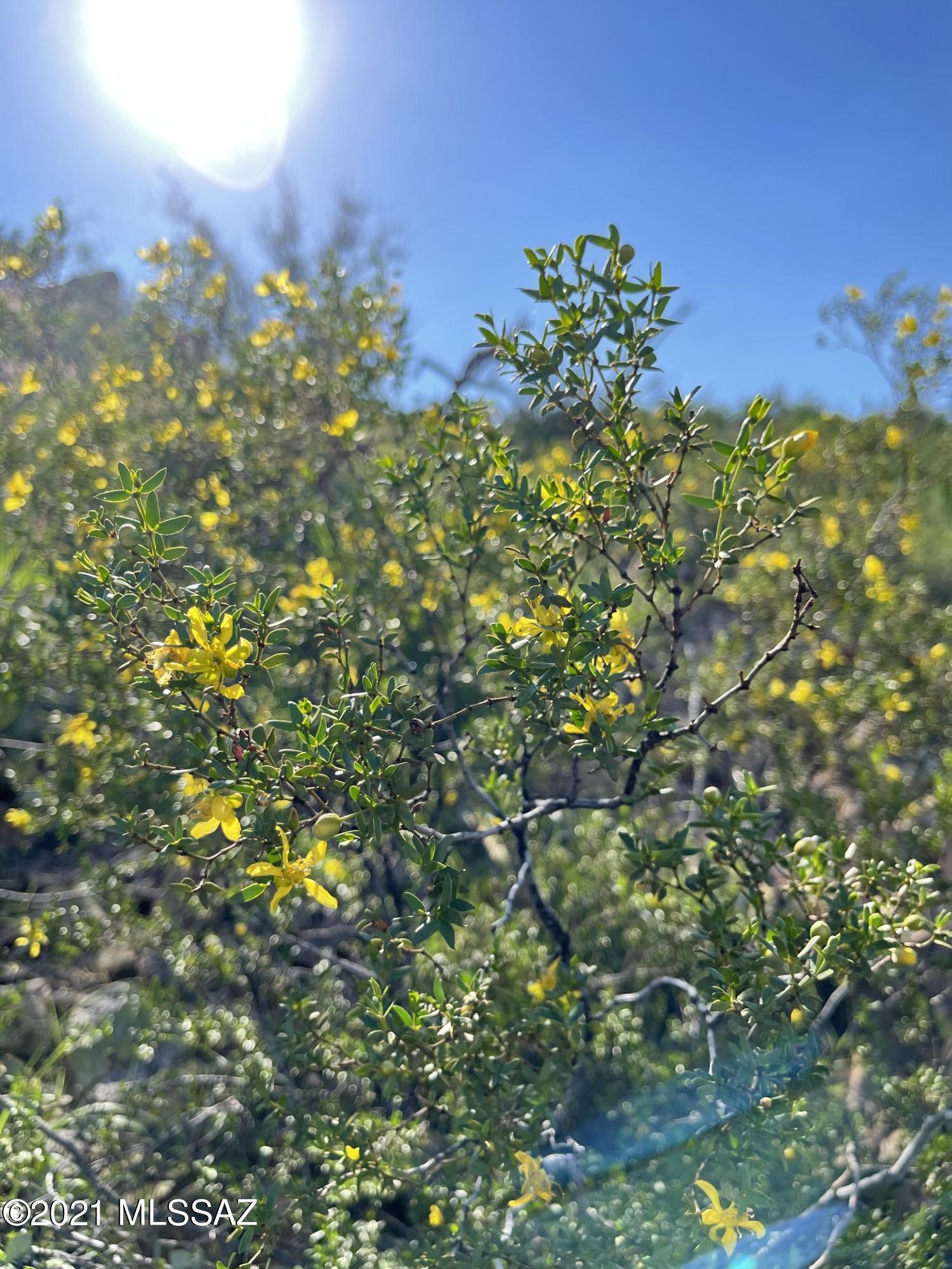 Wildcat Pass (1-61) - Land