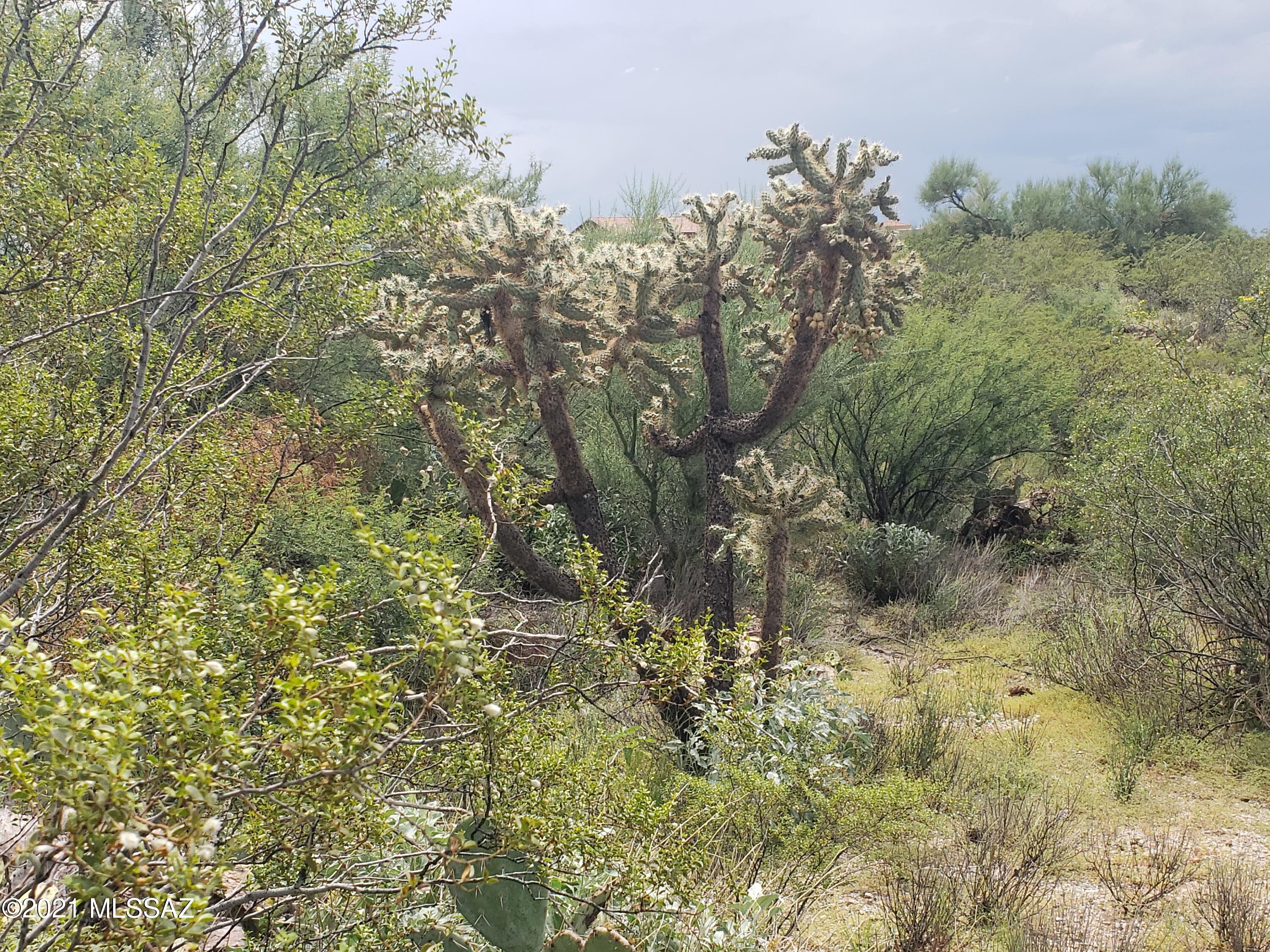 Saguaro Monument Estates - Land