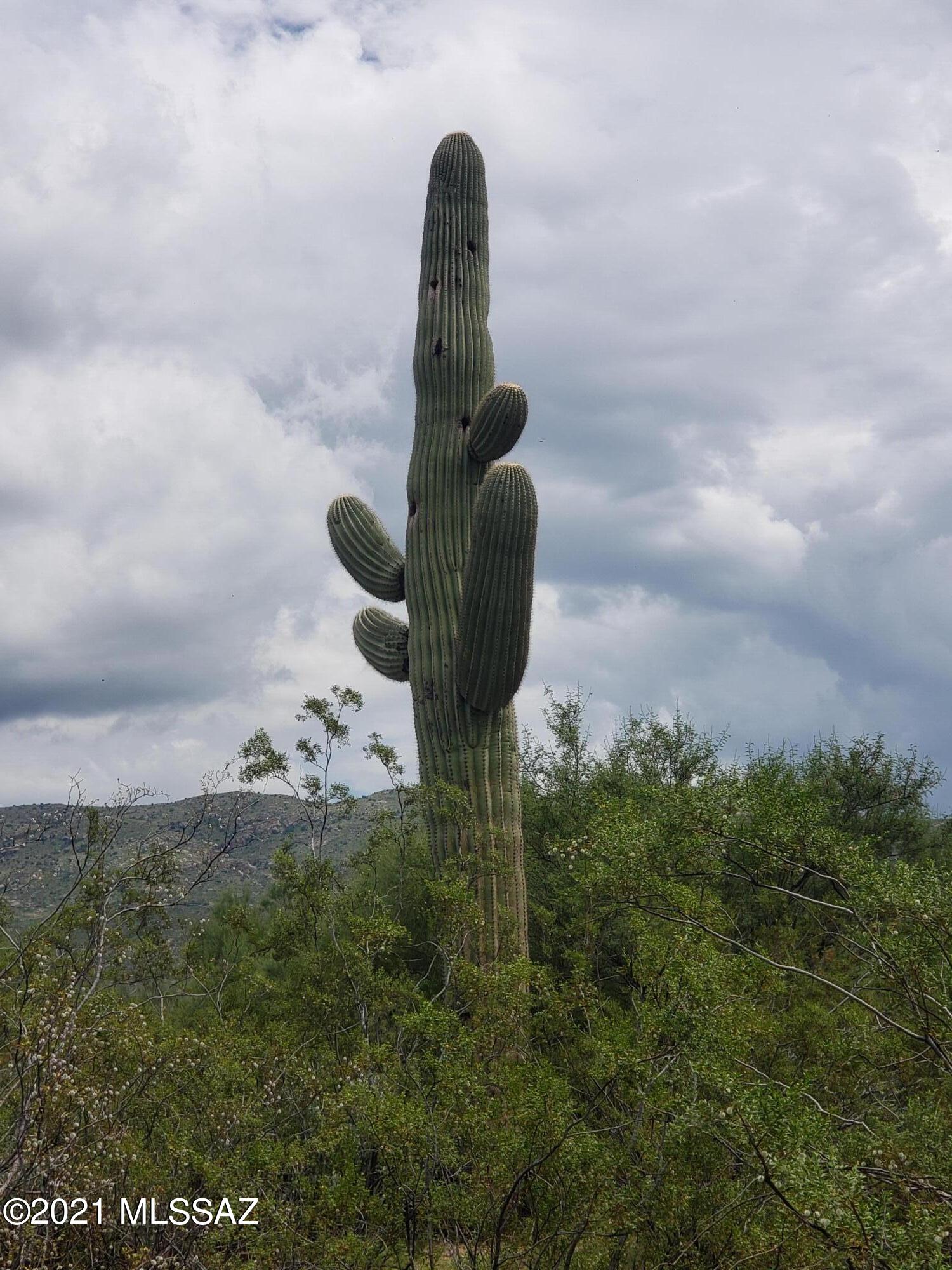 Saguaro Monument Estates - Land