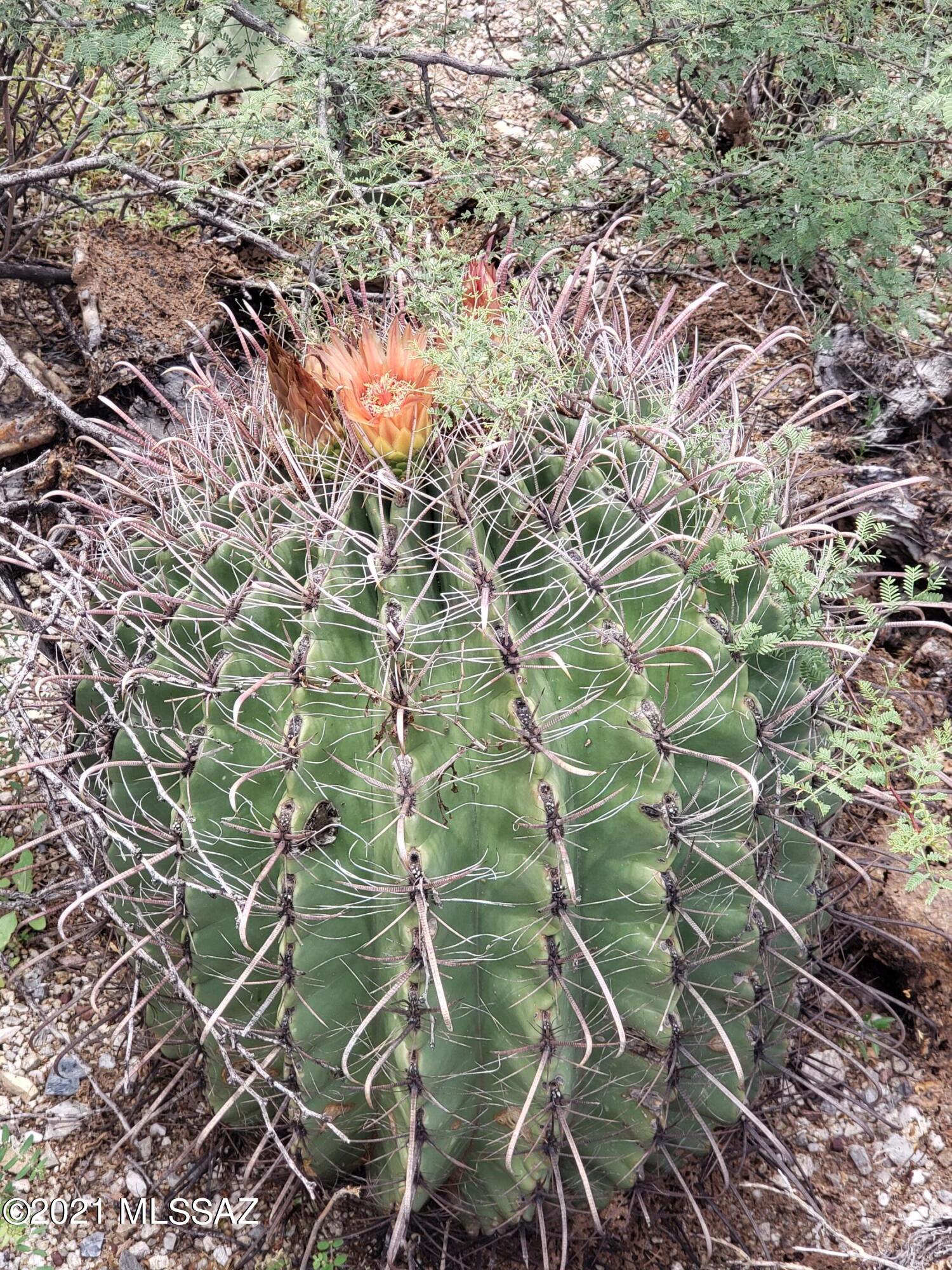 Saguaro Monument Estates - Land