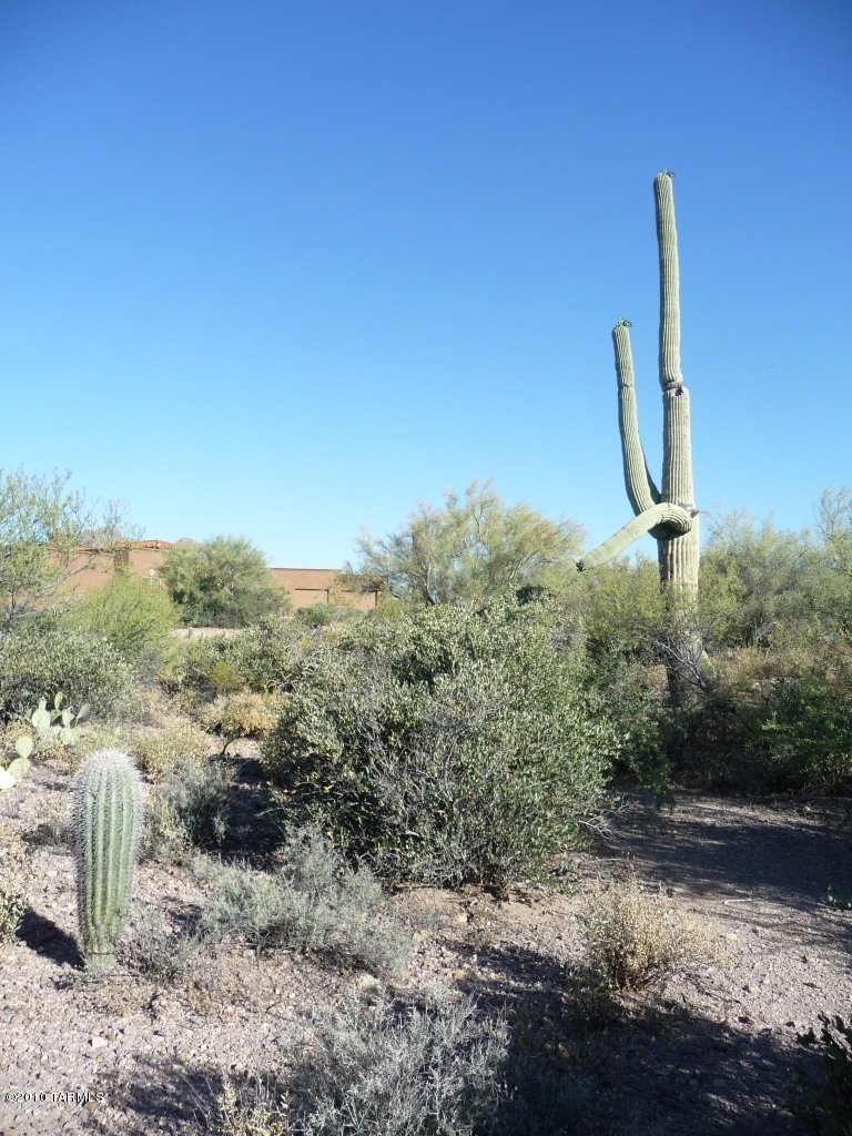 Saguaro Cliffs (1-61) - Land