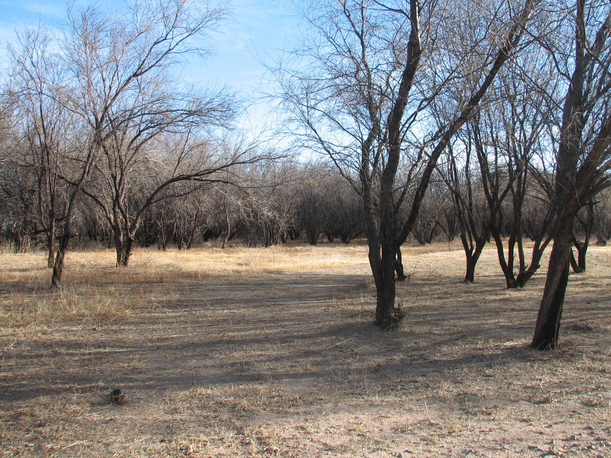 Rare find - Heart of St. David Acre lot on Paved McRae Road.  New Septic installed, St. David Water Meter installed.   Mature Mesquite trees, many pruned to create a park-like setting.  Fenced with gate on McRae.
Beautiful, scenic !!  Build your custom home or place a Manufactured Home !