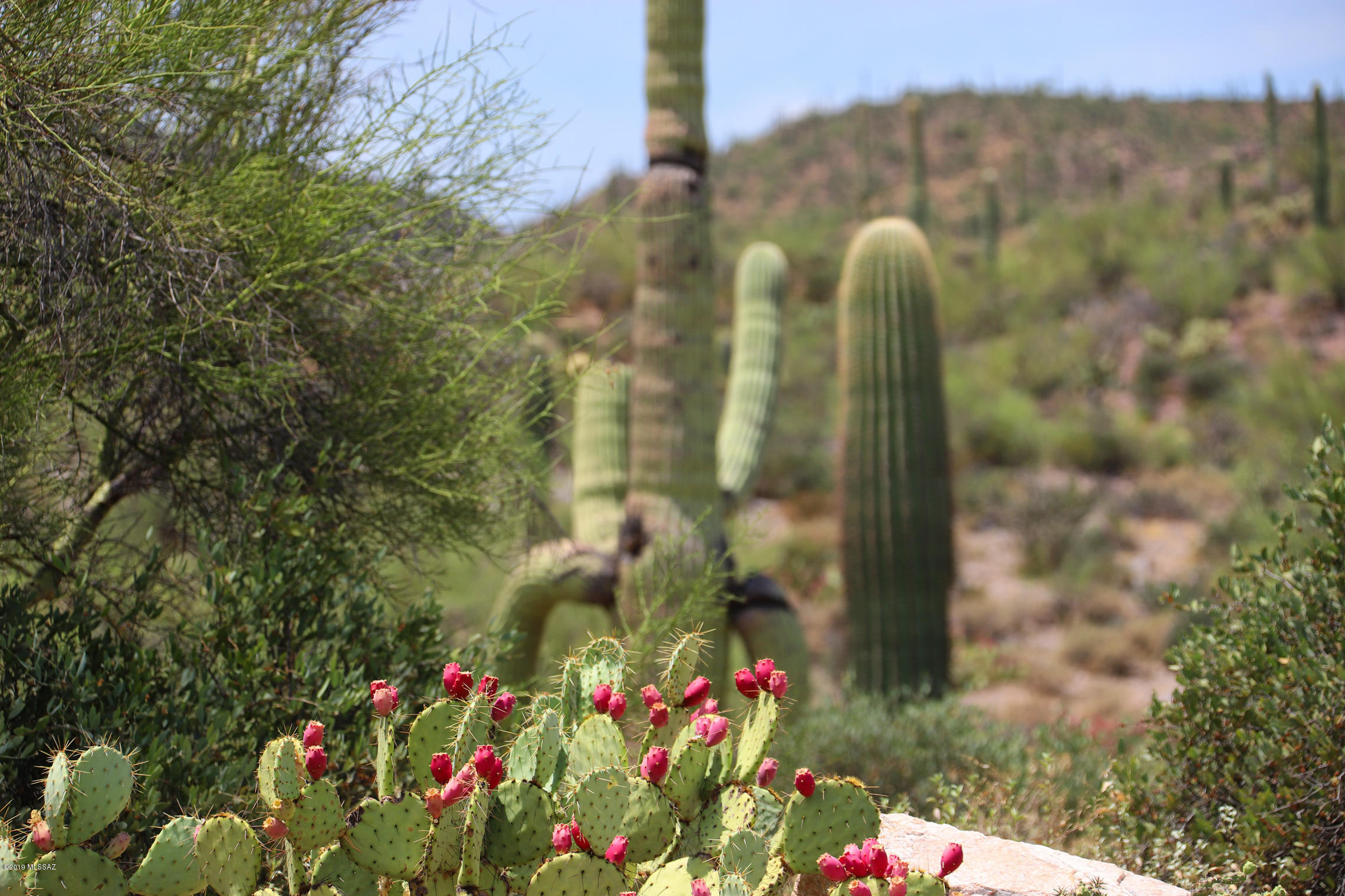 Saguaro Cliffs (1-61) - Land