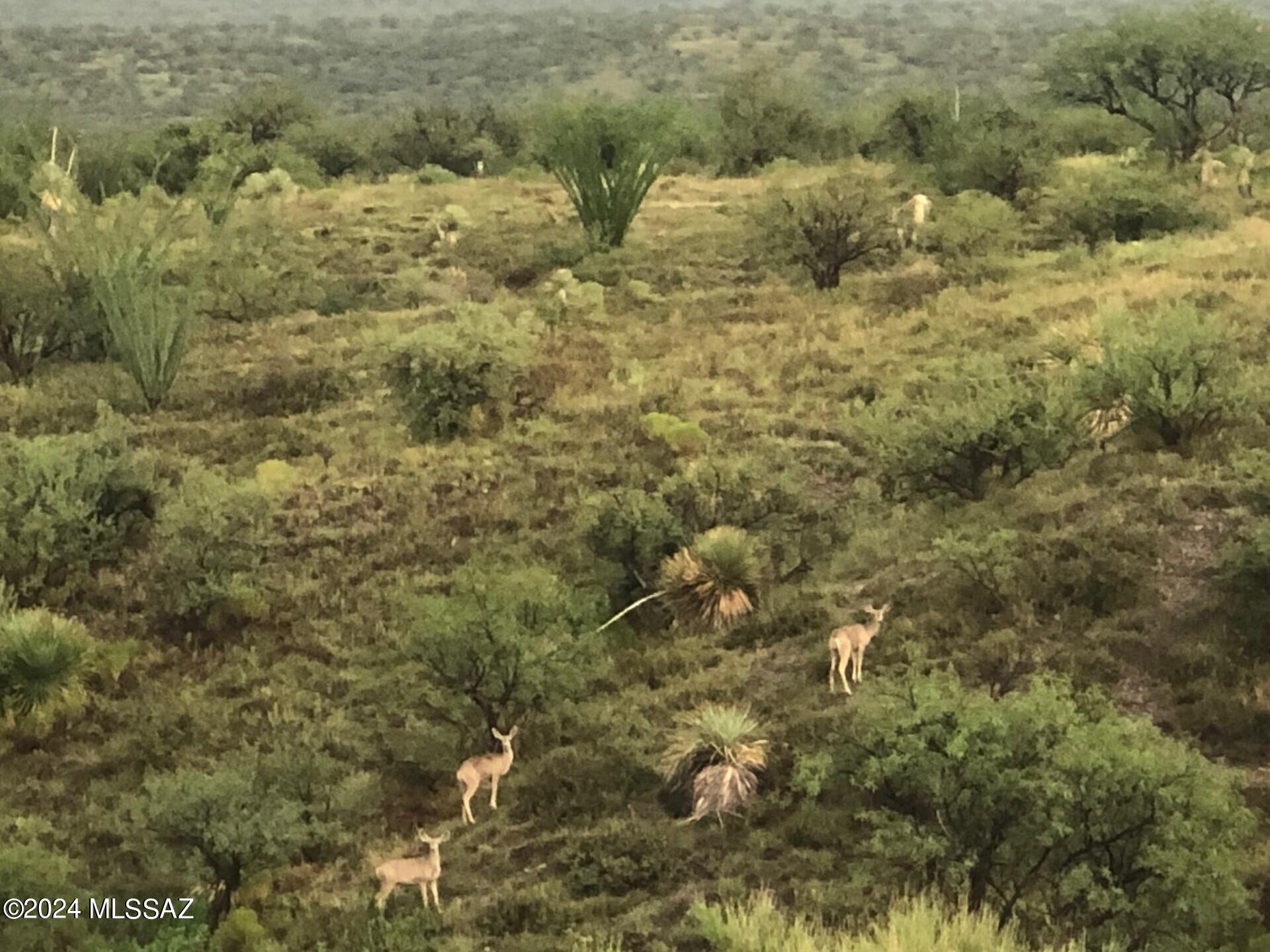 Beautiful 16 acre parcel with electric near by & not far from Arivaca Lake w/mountain views in every direction. This great lot is just waiting for your dream home with several flat building areas. Deer wonder throughout this area which borders state and county land. Paved road all the way till the last 1/2 mile. The lot is gated and fenced on 3 sides.