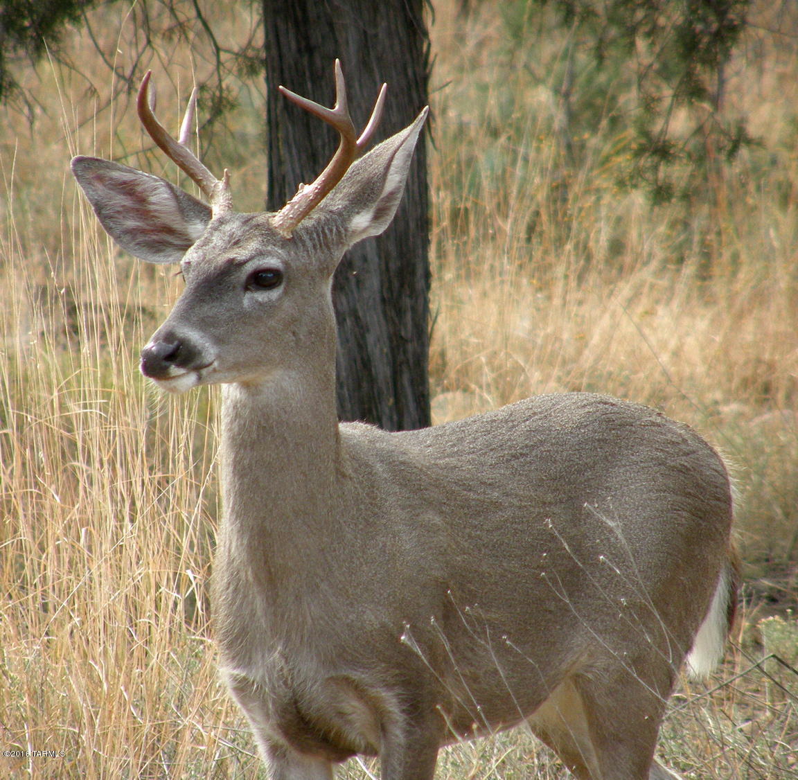 Out Of Pima County - Residential