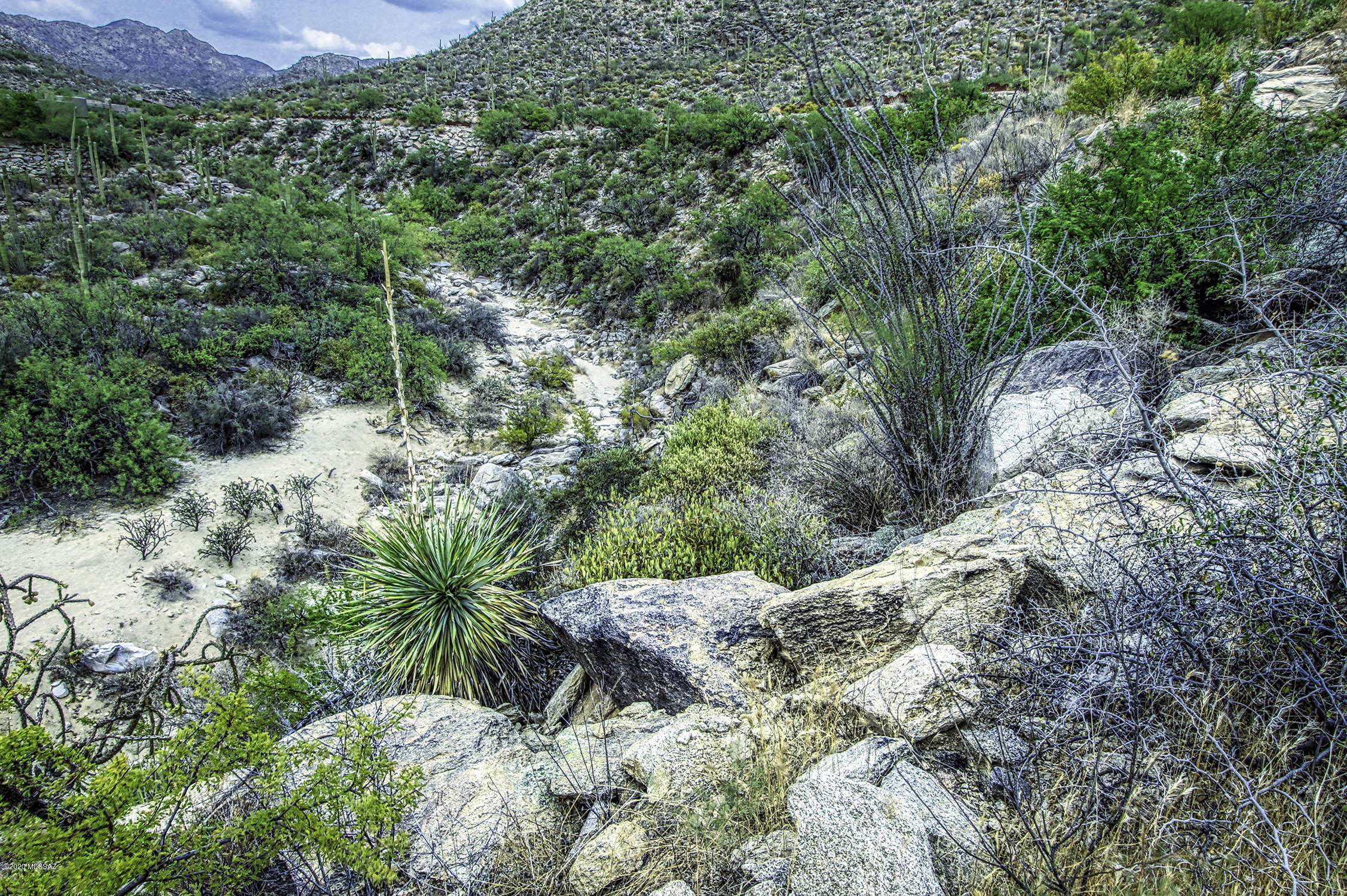 Canyon Pass II At Dove Mountain (49-110) - Land