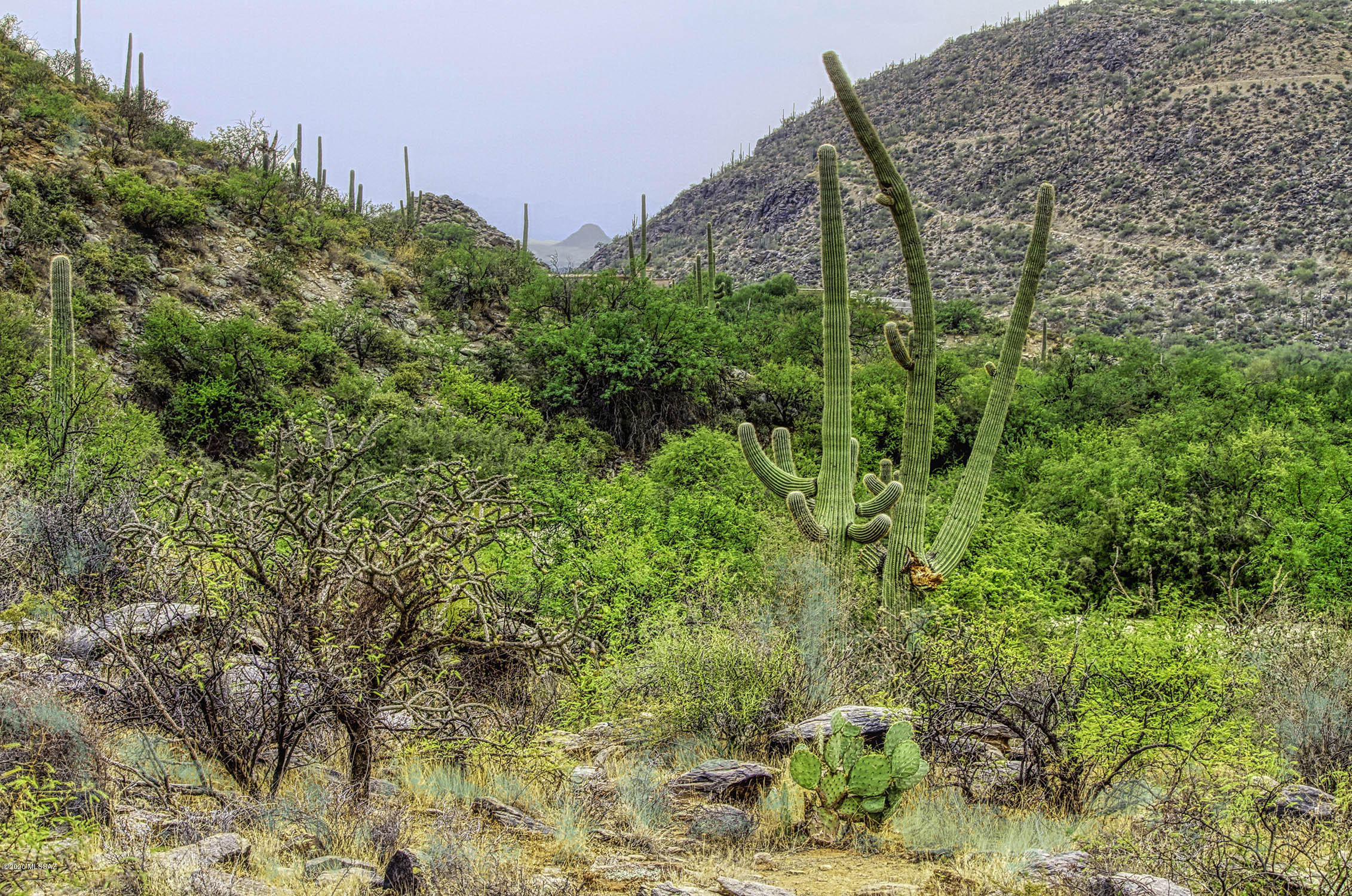 Canyon Pass II At Dove Mountain (49-110) - Land