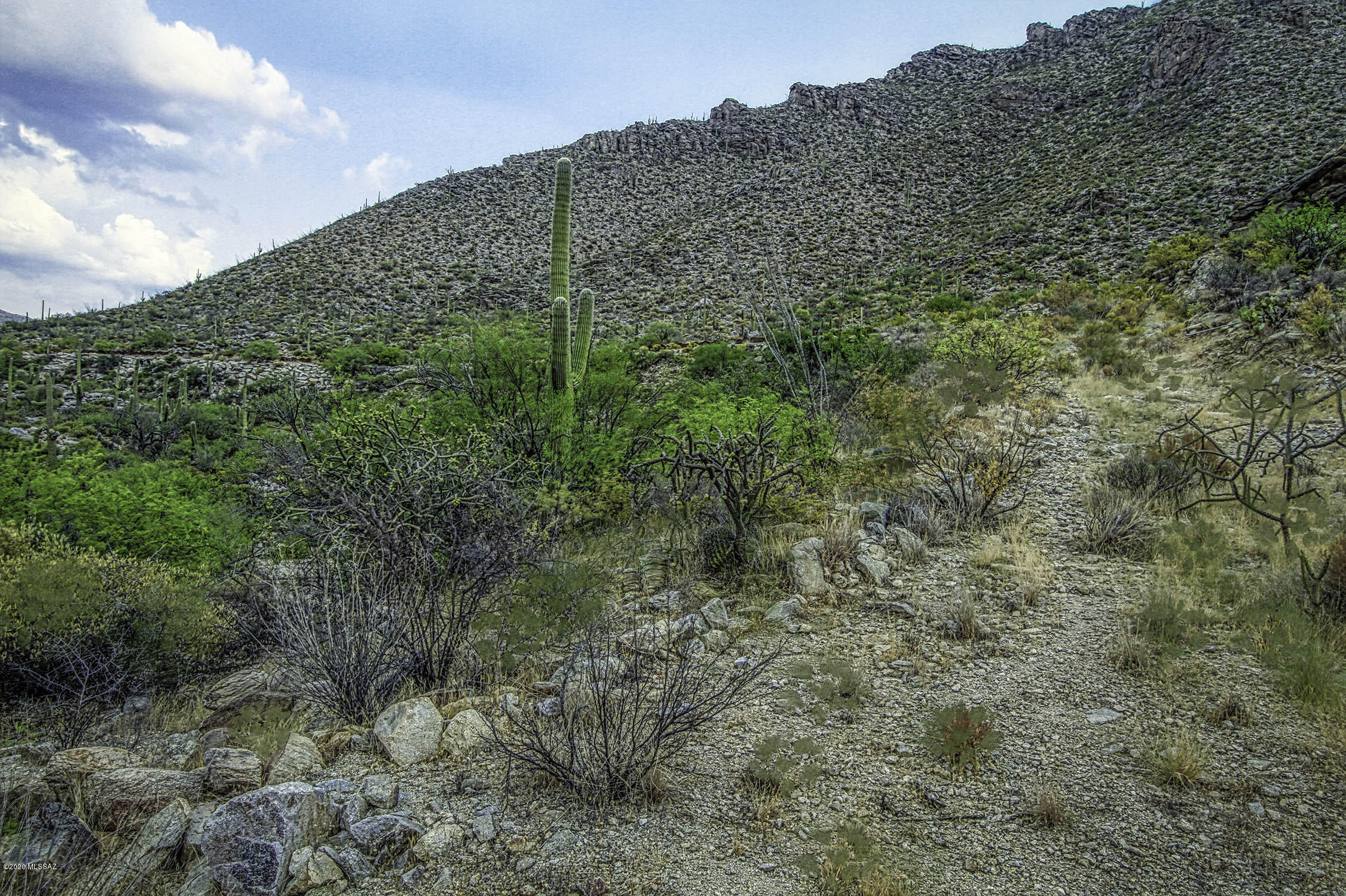 Canyon Pass II At Dove Mountain (49-110) - Land