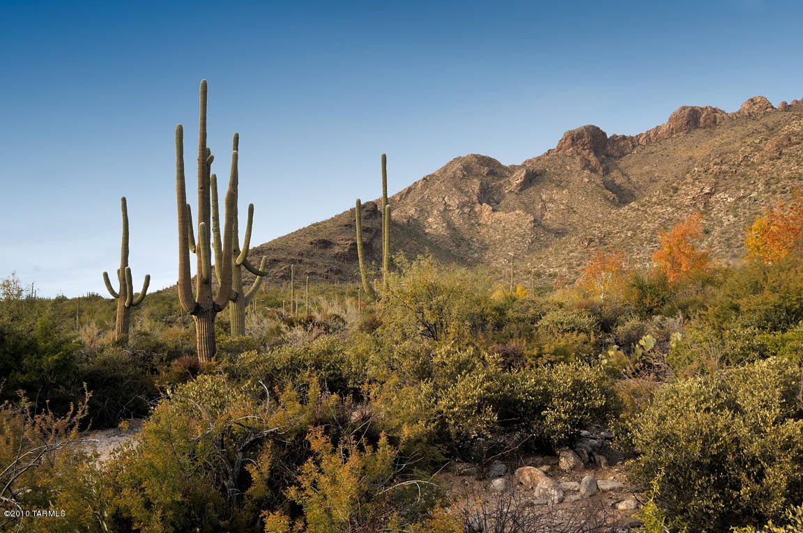 A UNIQUE OPPORTUNITY TO BUILD YOUR DREAM HOME IN ONE THE FINEST PRIVATE COMMUNITIES IN THE SW. UNPARALLELED PRIVACY & ELEVATED VIEWS LOCATED IN THE EXCLUSIVE GATED PIMA CANYON ESTATES. 1.66-ACRE NESTLED WITHIN THE LUSH NATURAL VEGETATION, THIS LOT PROVIDES UNOBSTRUCTED VIEWS OF PIMA CANYON, AS WELL AS THE SANTA CATALINA MOUNTAIN RANGE & CITY LIGHTS TO THE SOUTH. PLEASE CONTACT AGENT REGARDING 3,500 SF CUSTOM HOME PLAN AVAILABILITY.