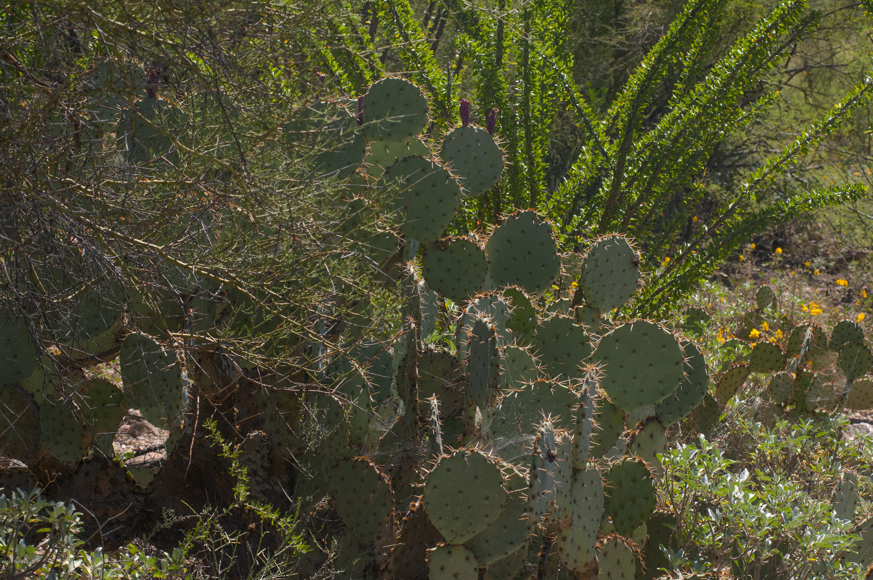 Tohono Ridge (1-21) - Land