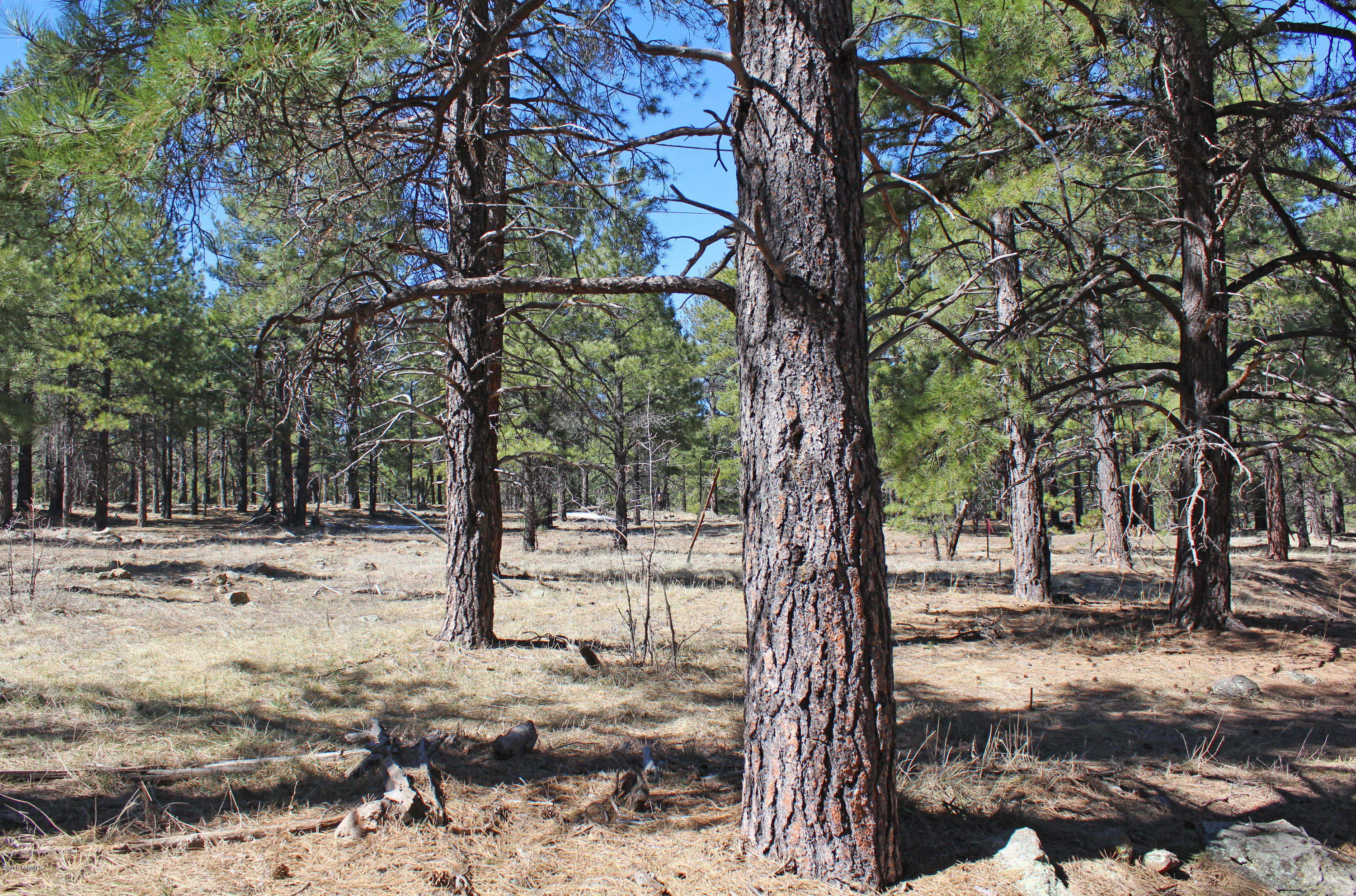 Out Of Pima County - Land