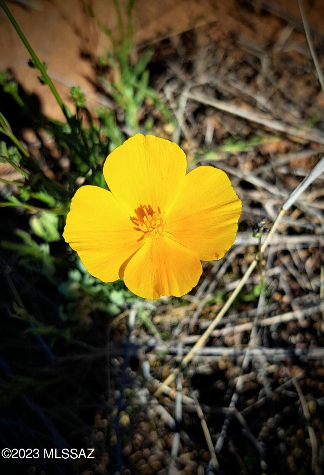 Arizona Sun Sites - Land